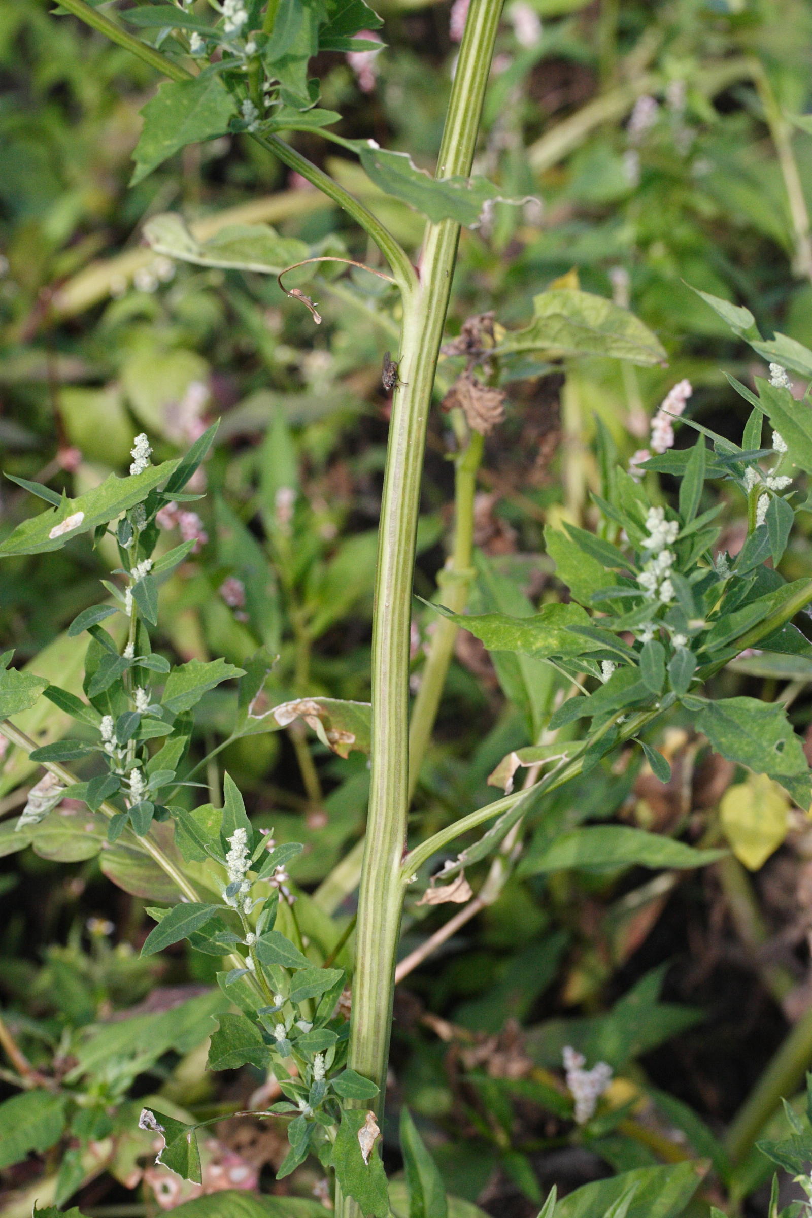Afficher le média chenopodium_album2md chenopodium_album2md