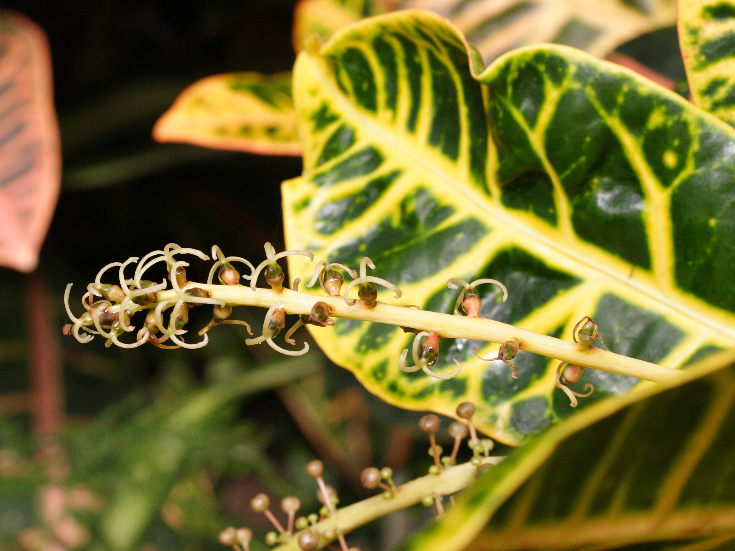 codiaeum_variegatum5md