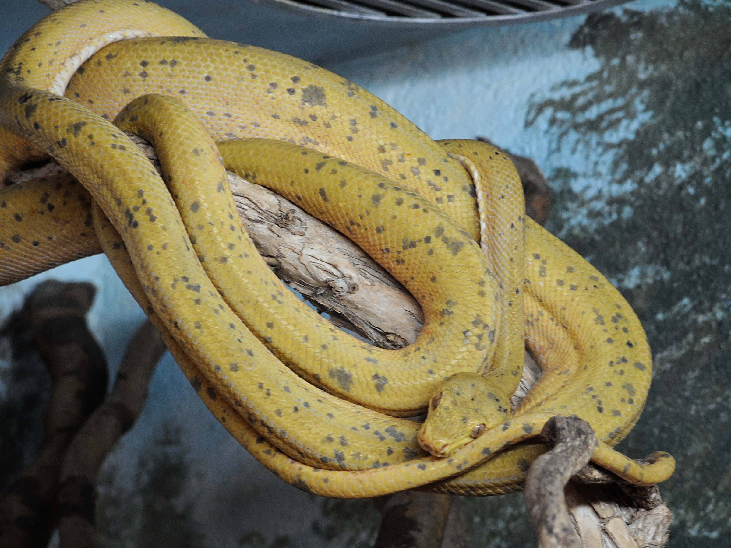 corallus_hortulanus1md