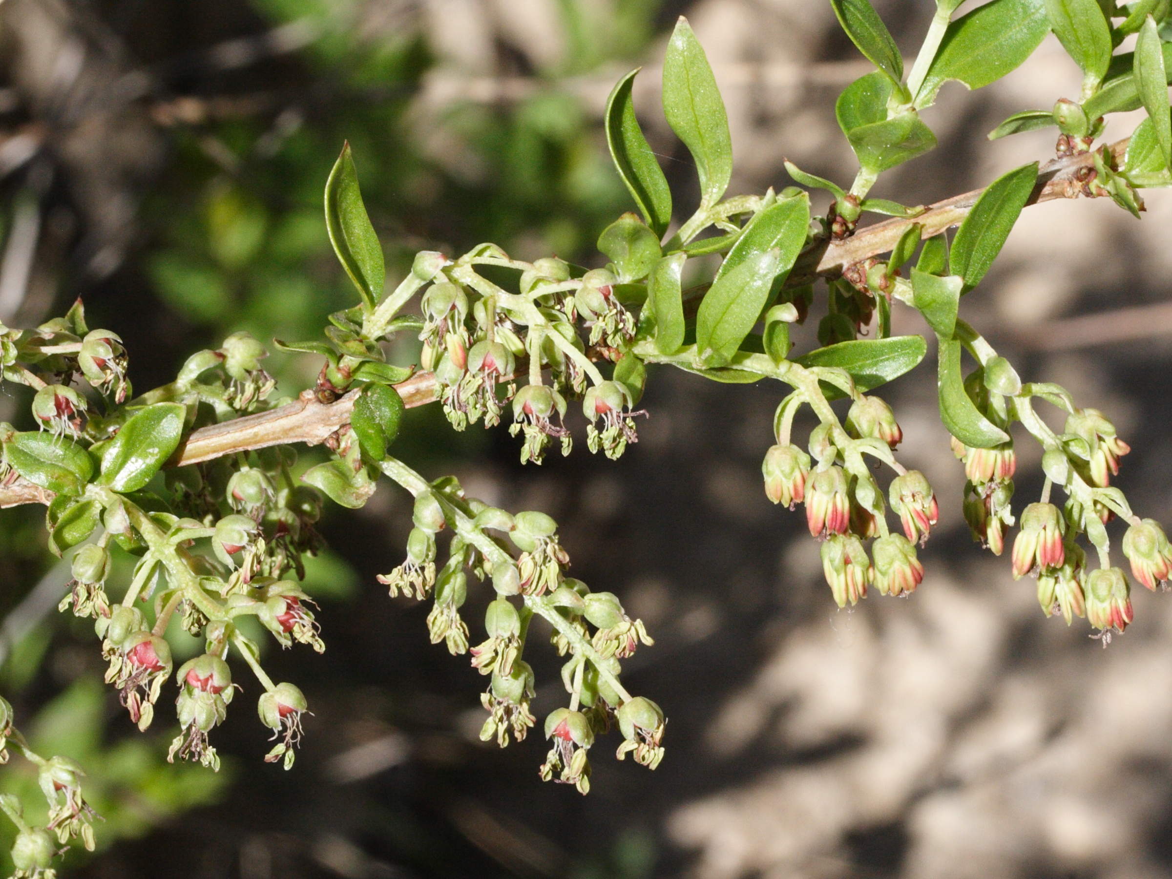 Afficher le média coriaria_myrtifolia7md coriaria_myrtifolia7md