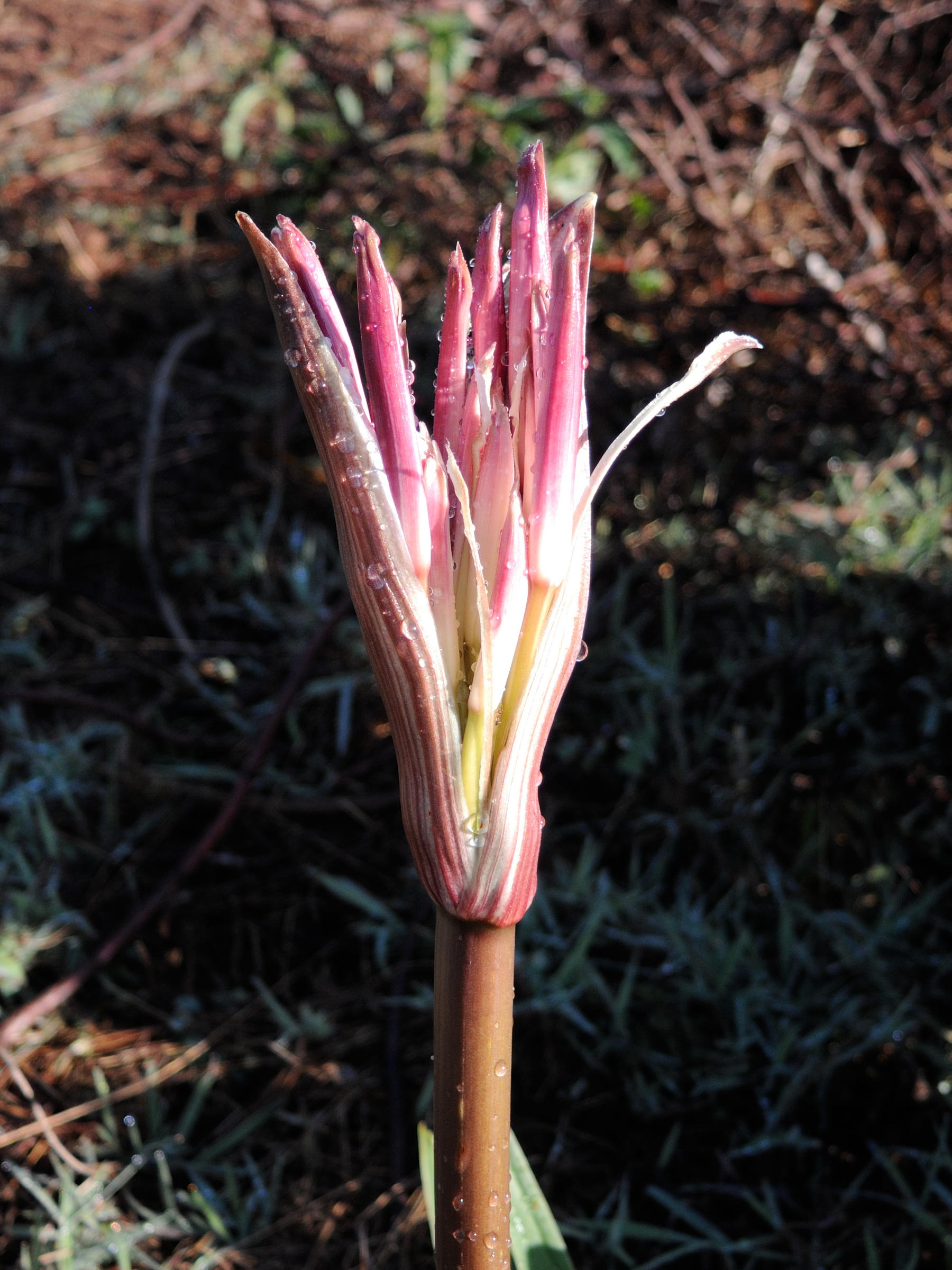 crinum_firmifolium2md