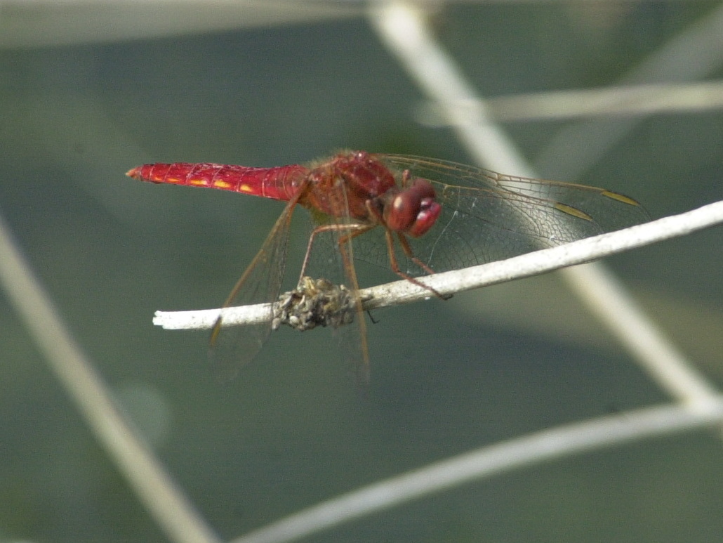 crocothemis_erythraea1md