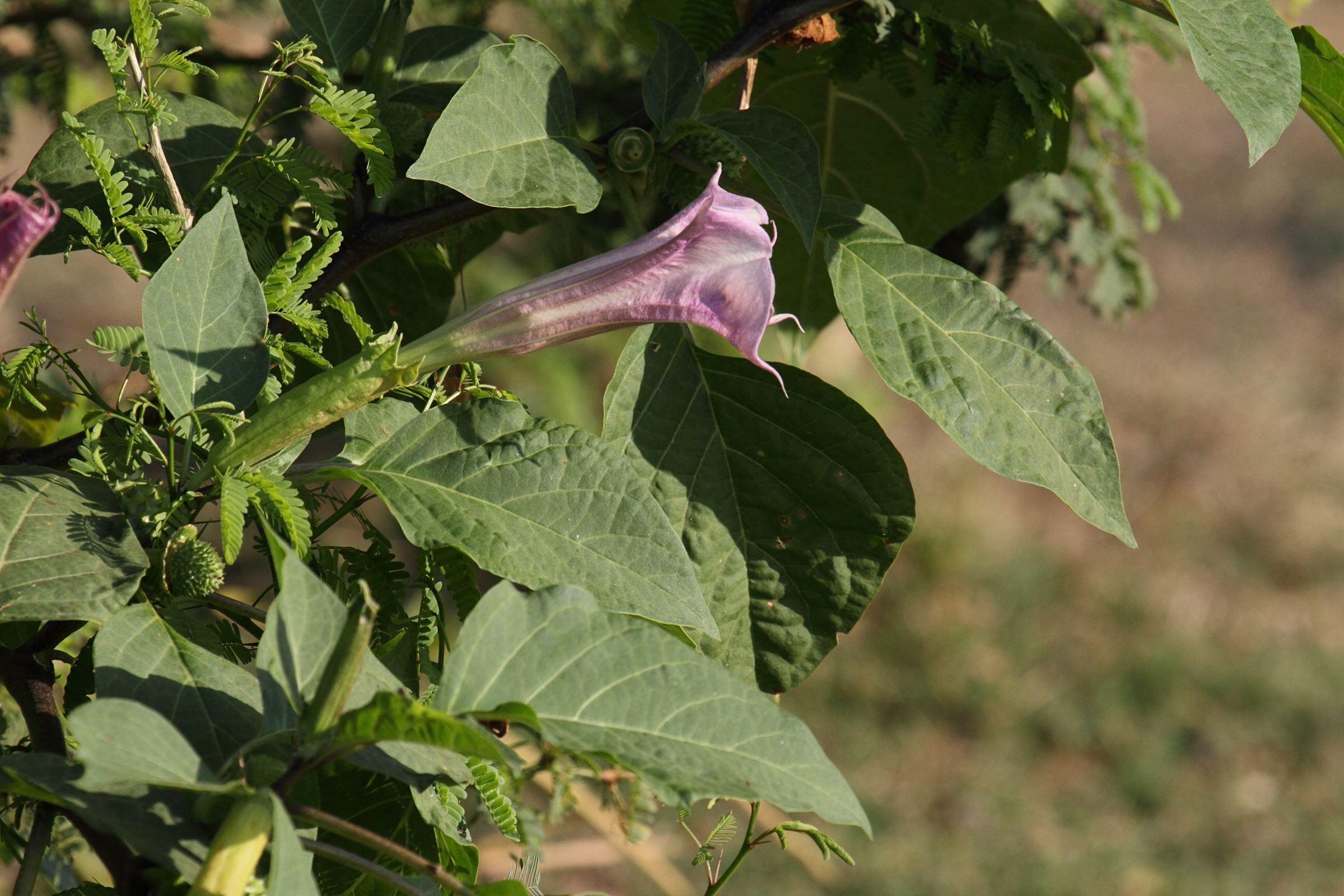 datura_metel6bd