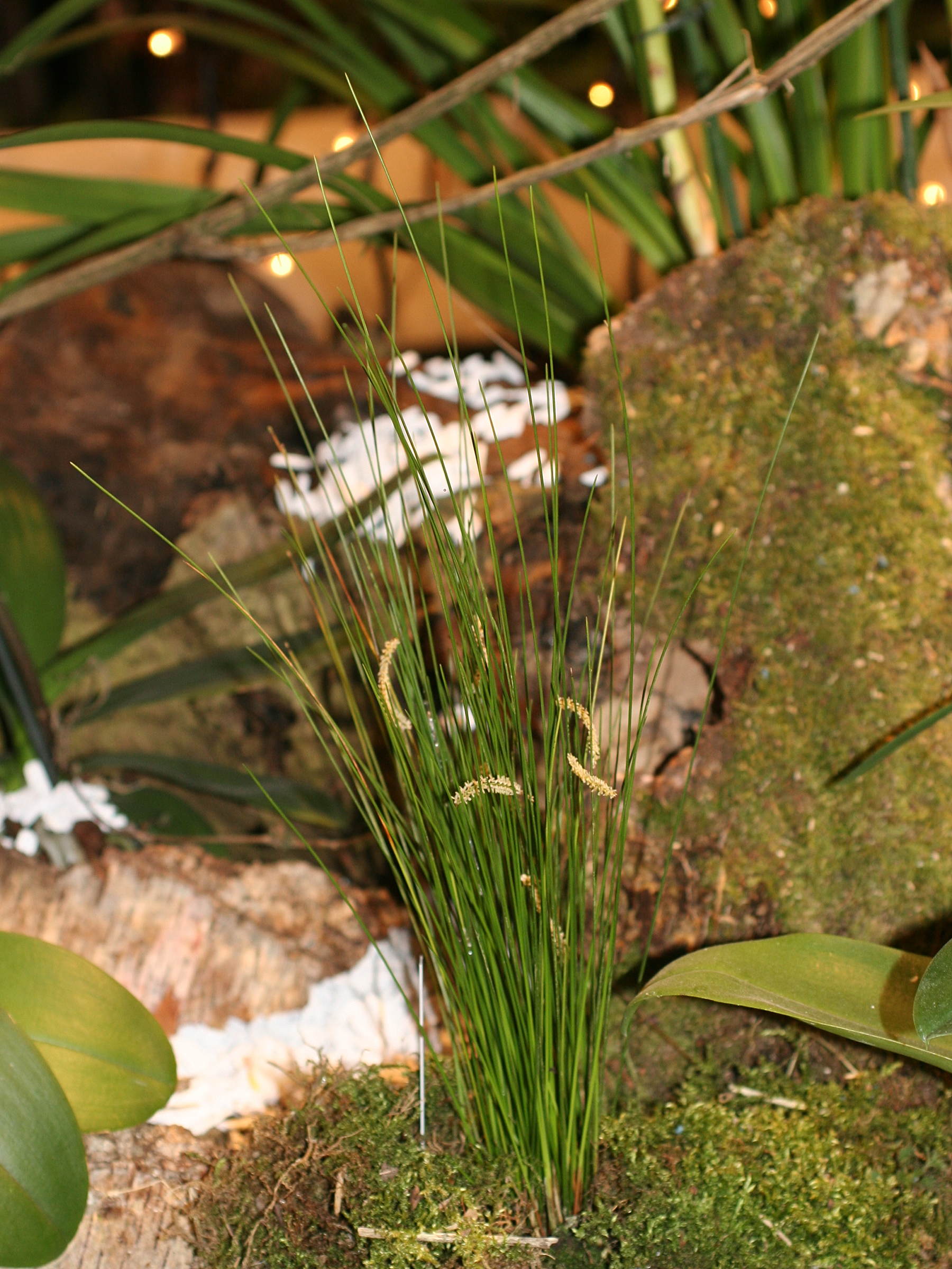 dendrochilum_tenellum1md