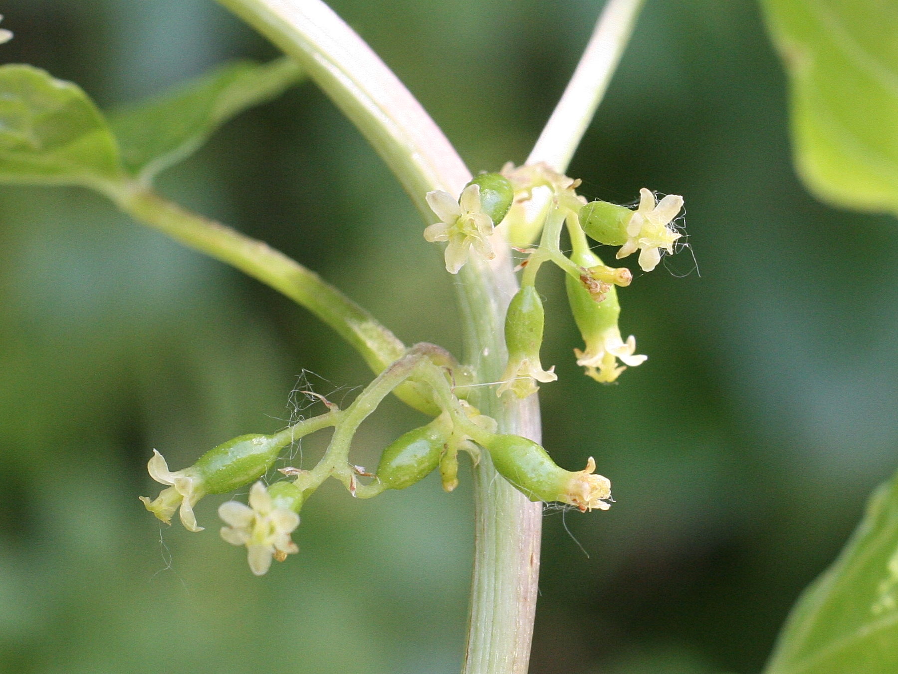 Afficher le média Dioscorea_communis Dioscorea_communis