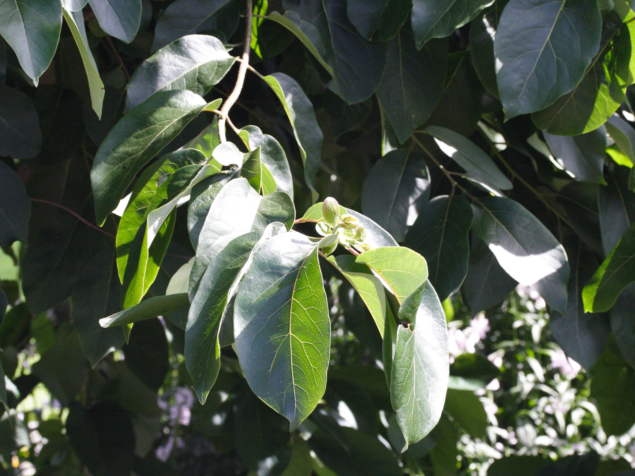 Afficher le média diospyros_virginiana2md diospyros_virginiana2md