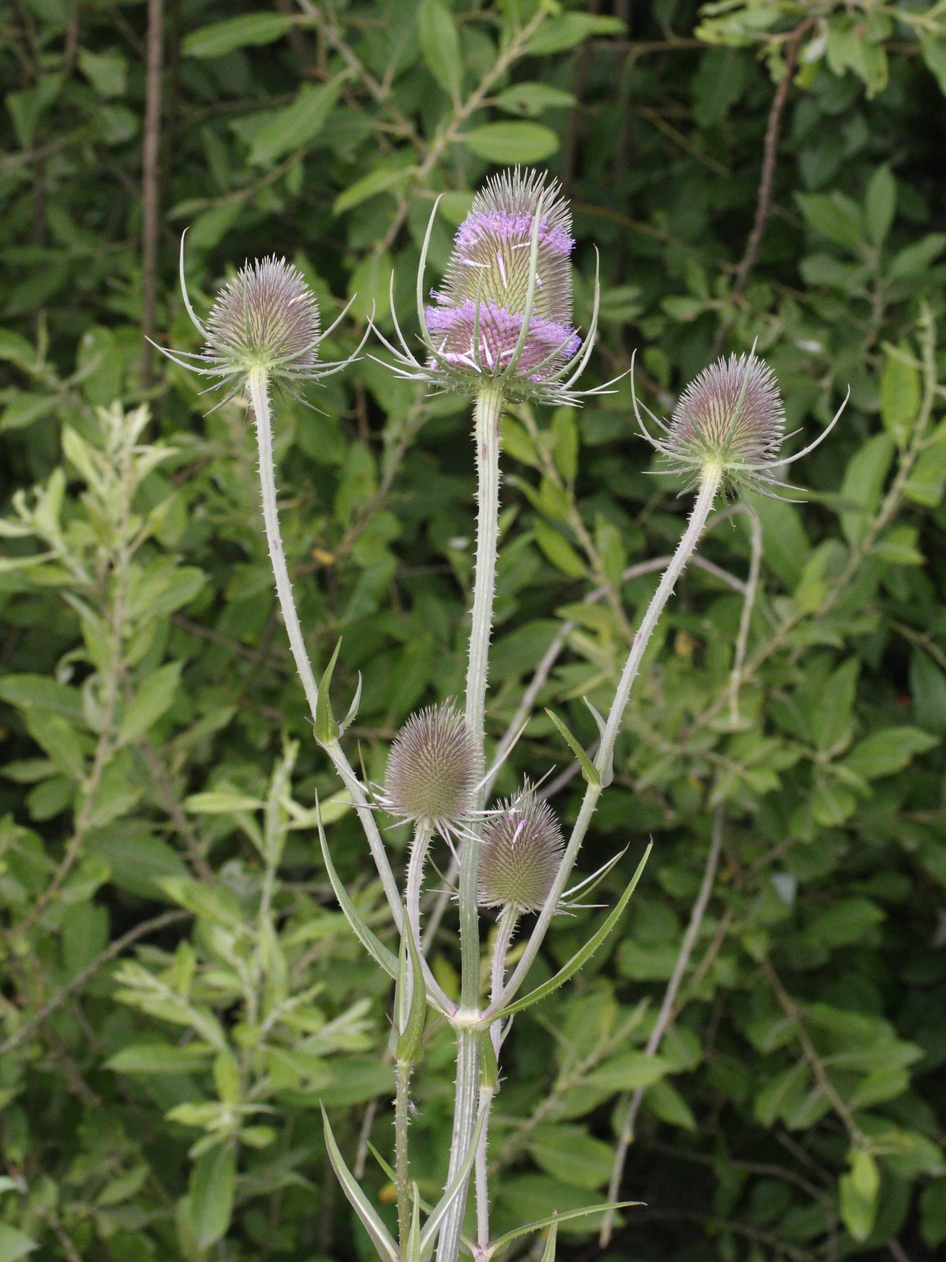 dipsacus_fullonum2md