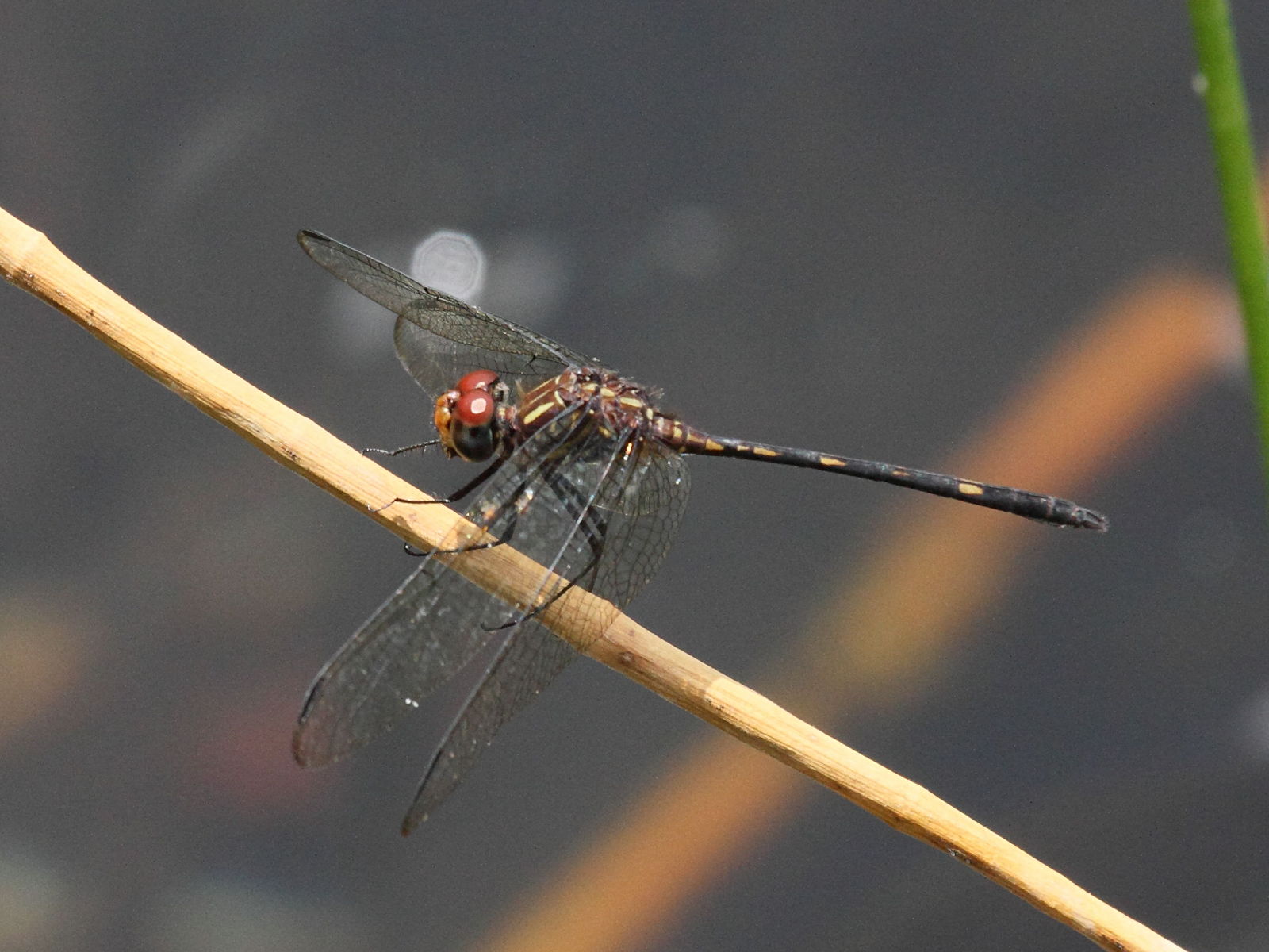 dythemis_sterilis2bd