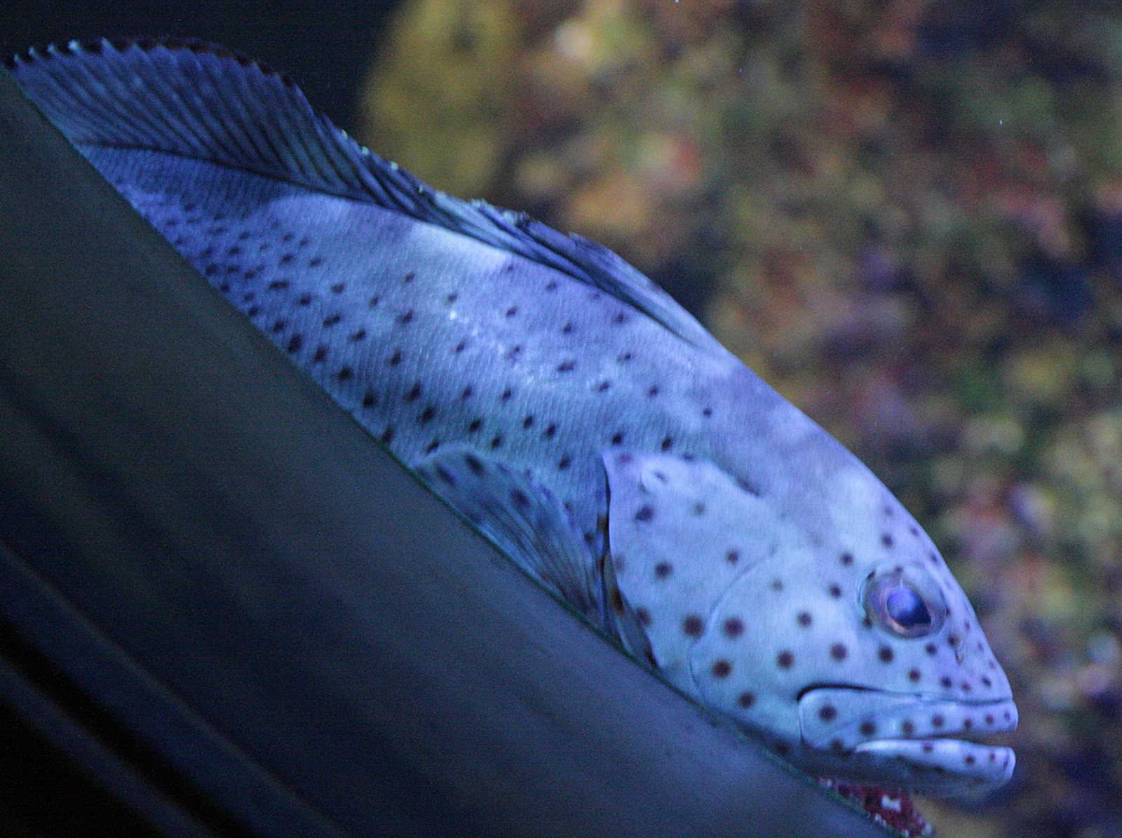 epinephelus_longispinis1bd