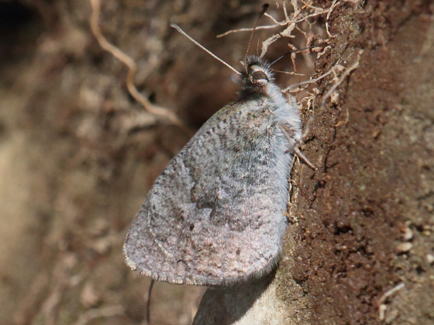 erebia_cassioides4bd