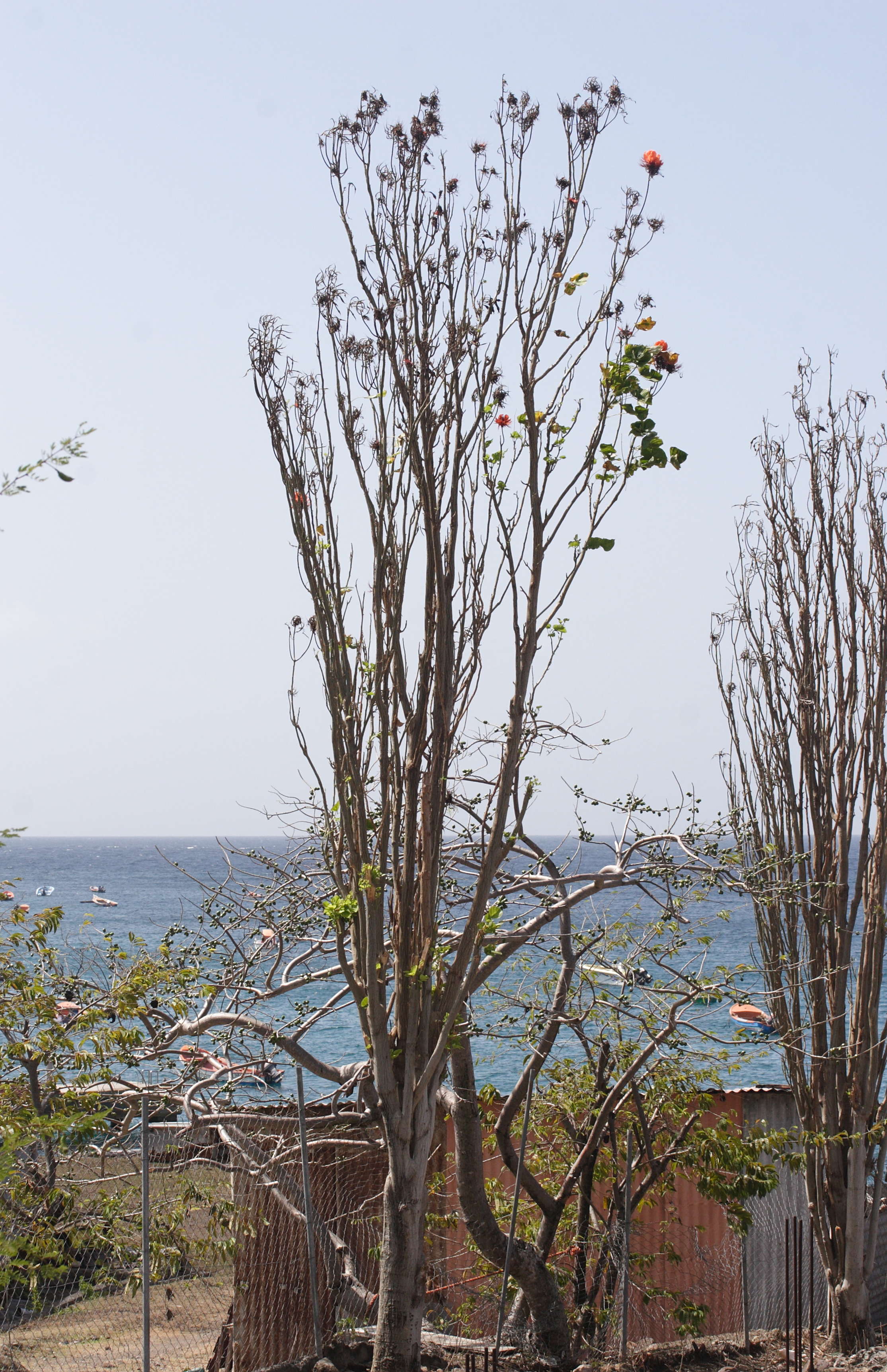 erythrina_corallodendrum1md