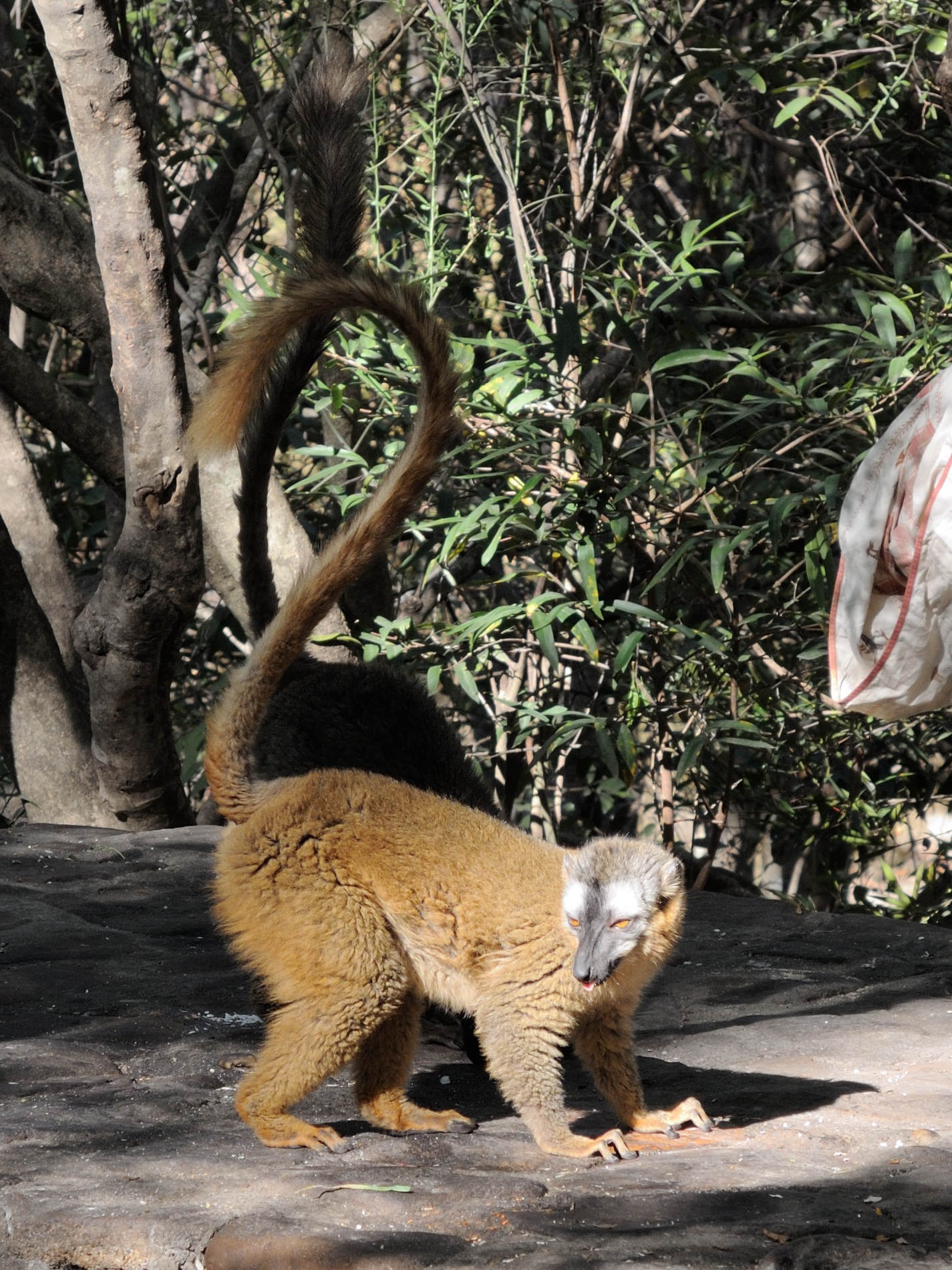 eulemur_fulvus_rufus4md