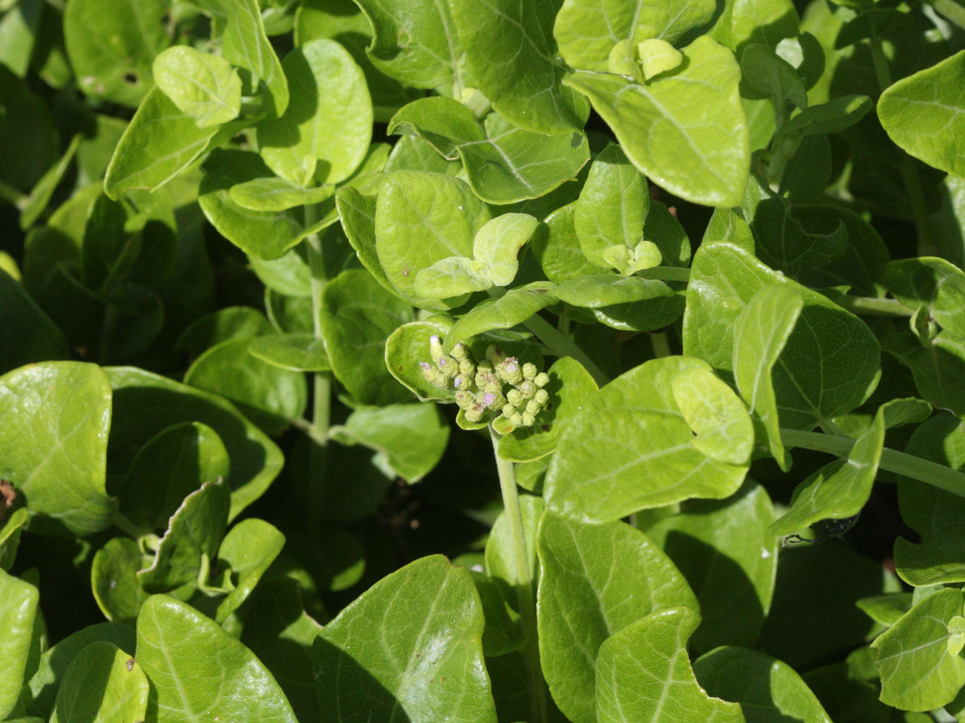 Afficher le média eupatorium_integrifolium1md eupatorium_integrifolium1md