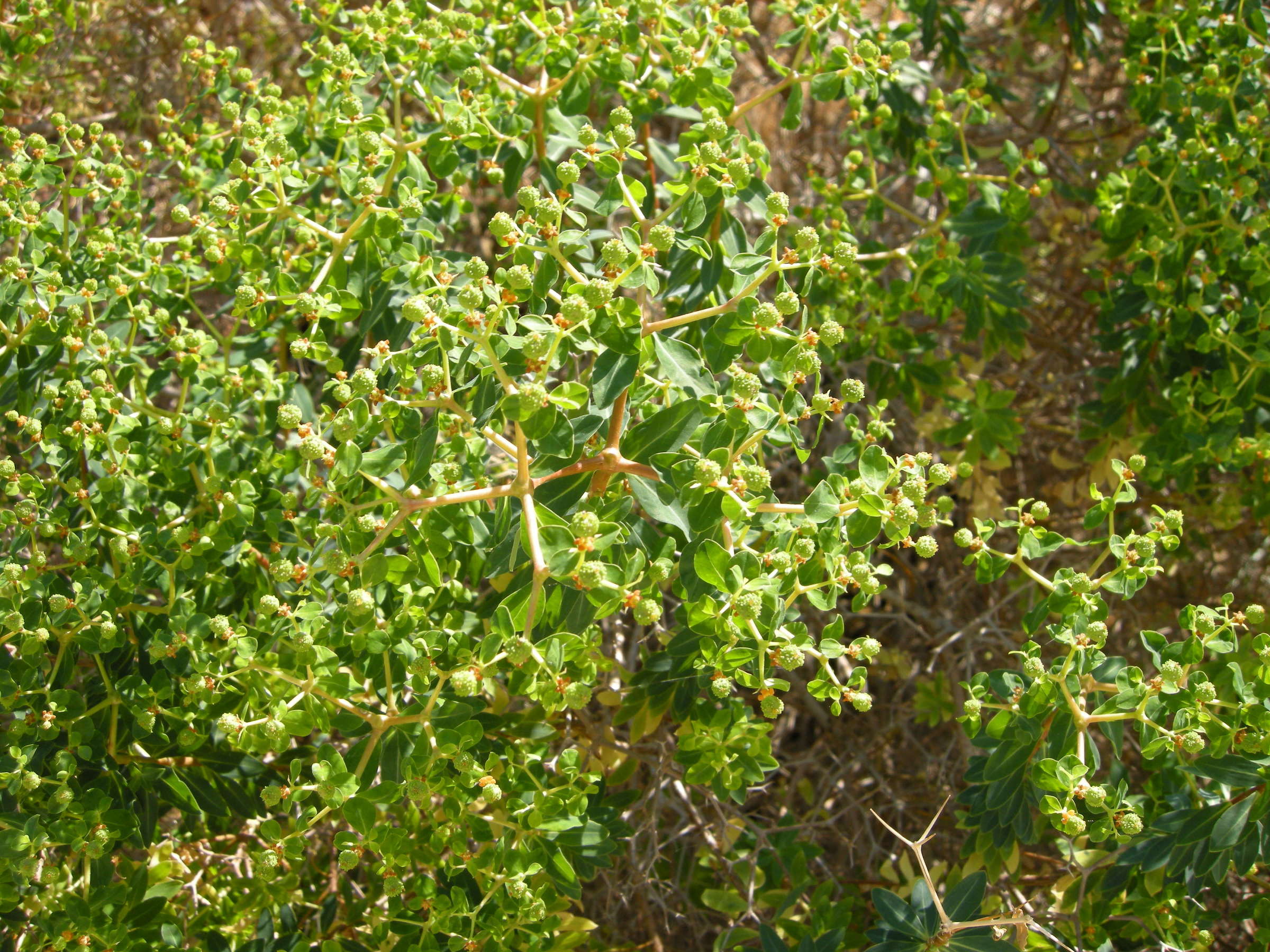 Euphorbia_acanthothamnos