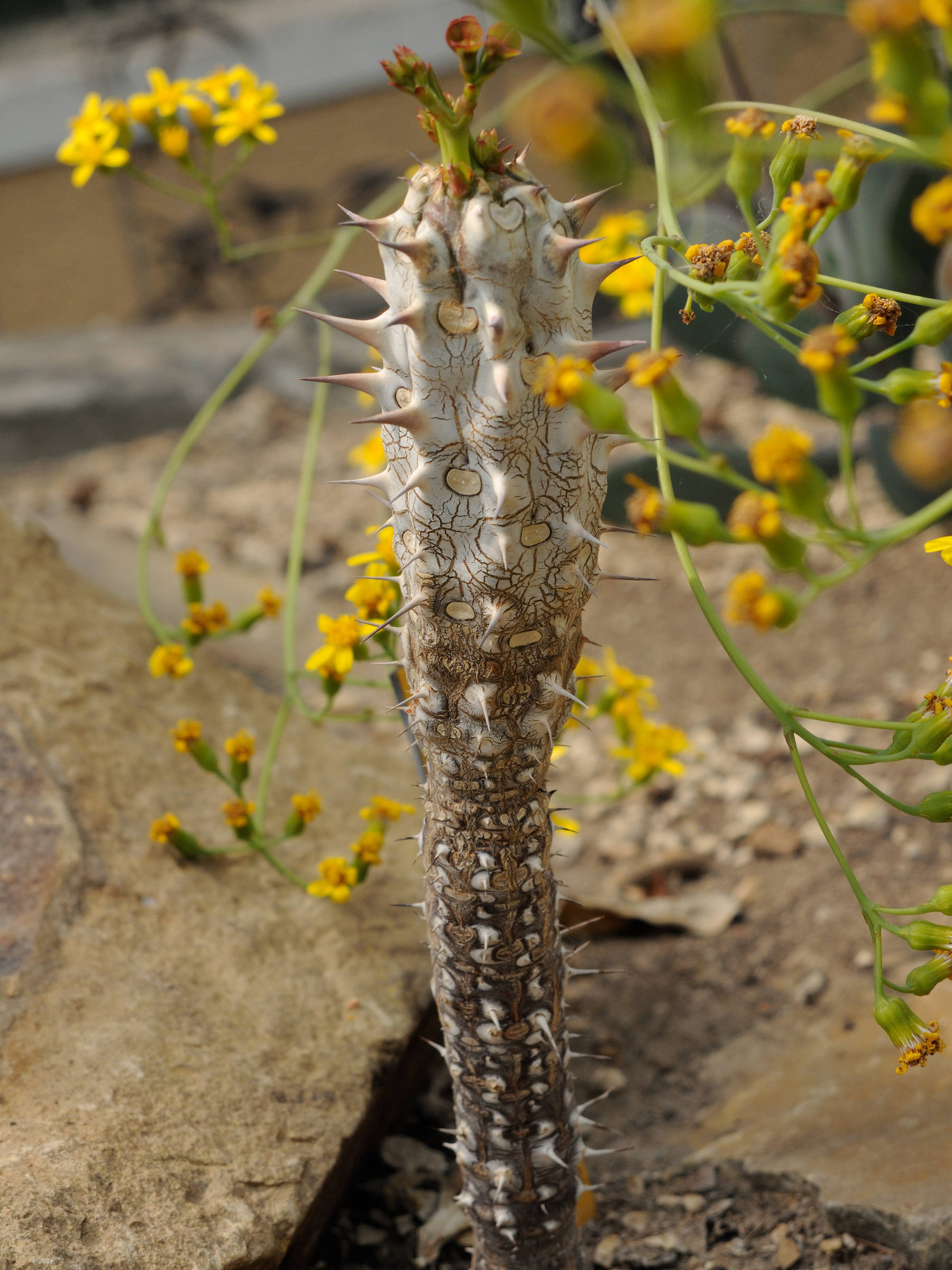 Afficher le média euphorbia_horombensis1amd euphorbia_horombensis1amd