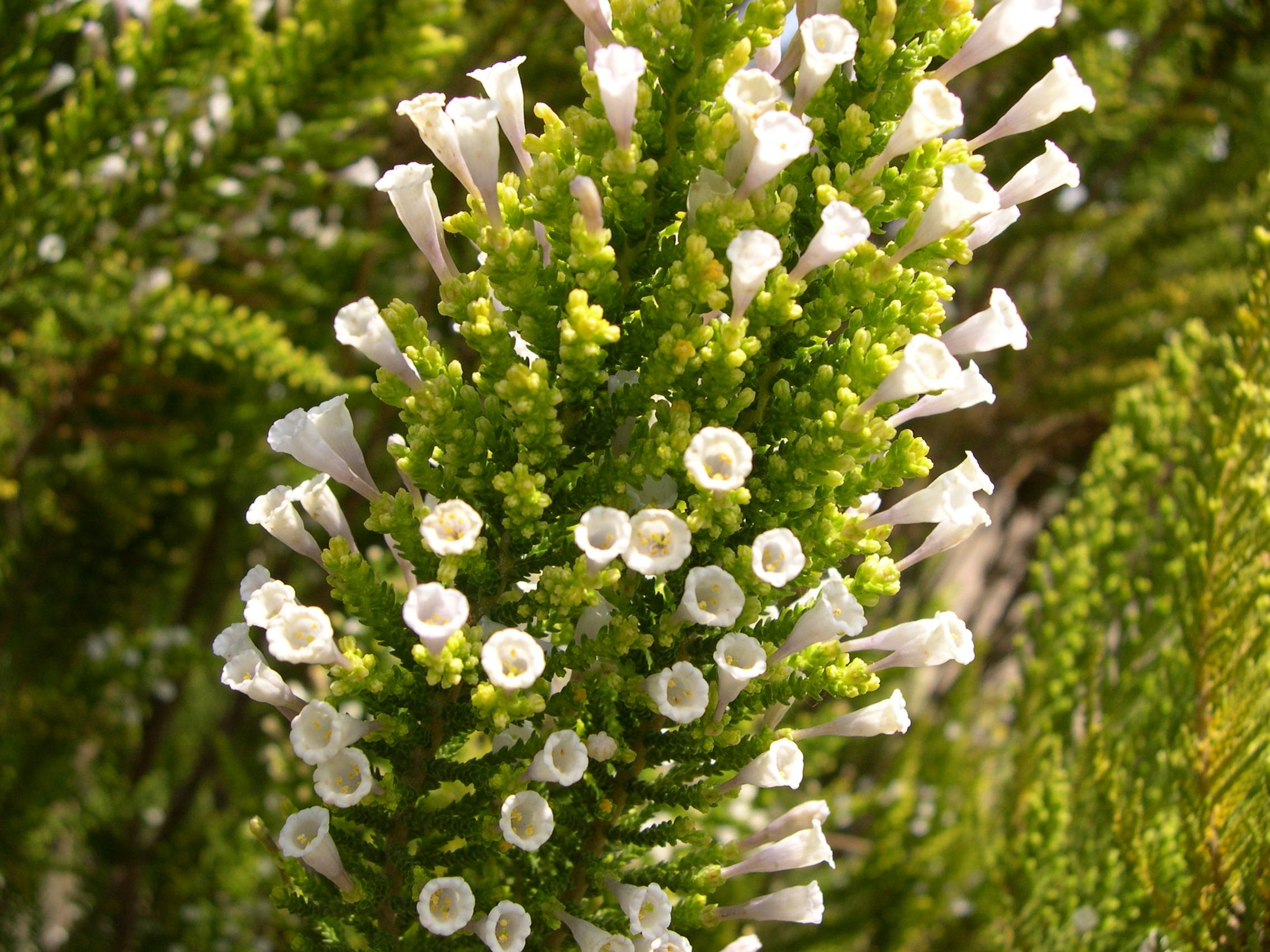 fabiana_imbricata3md