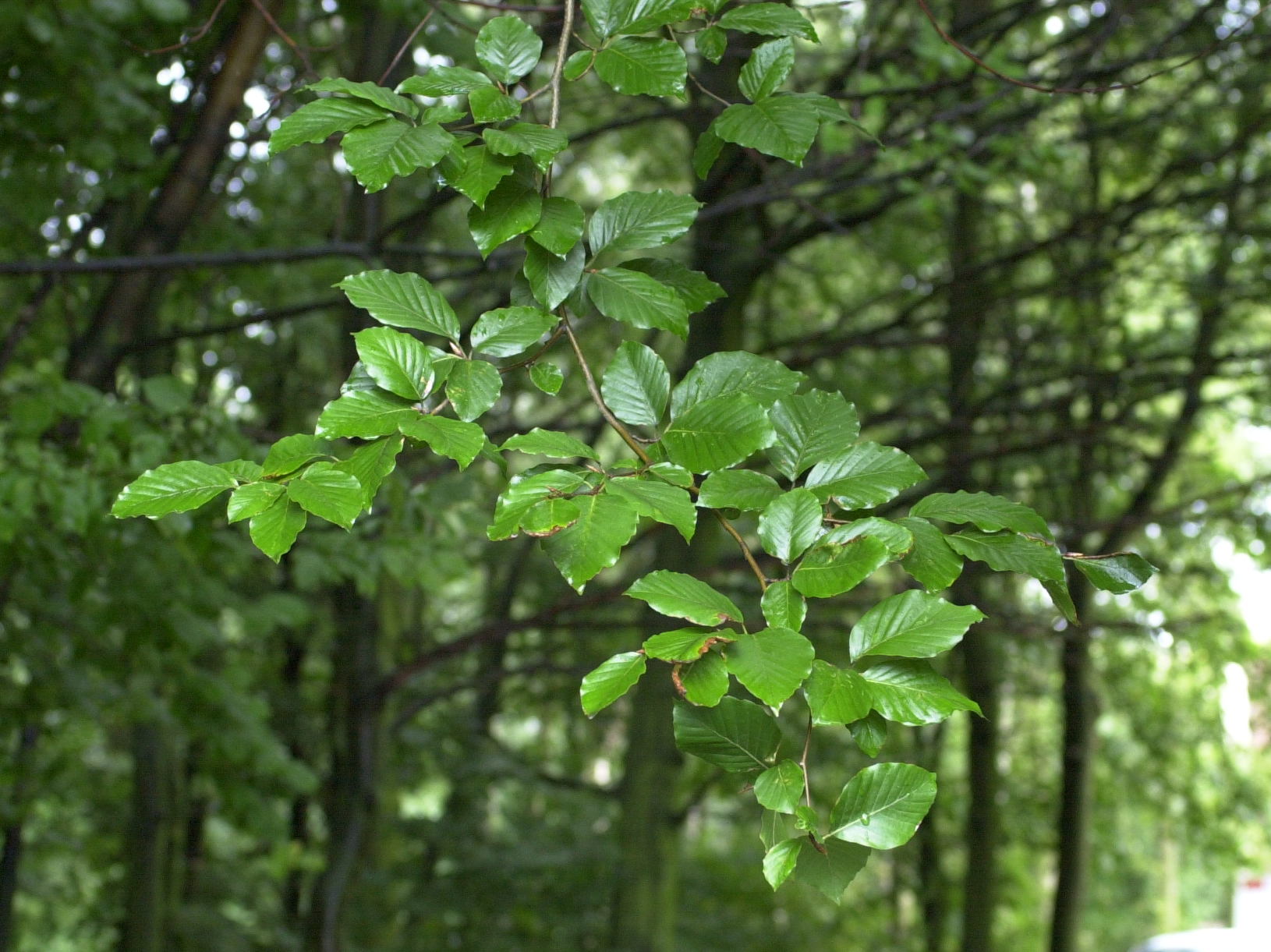 Fagus_sylvatica