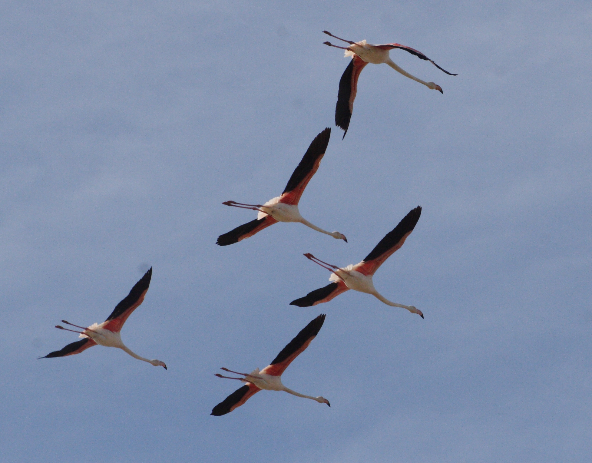 Afficher le média flamant_rose_-_phoenicopterus_roseus6md flamant_rose_-_phoenicopterus_roseus6md