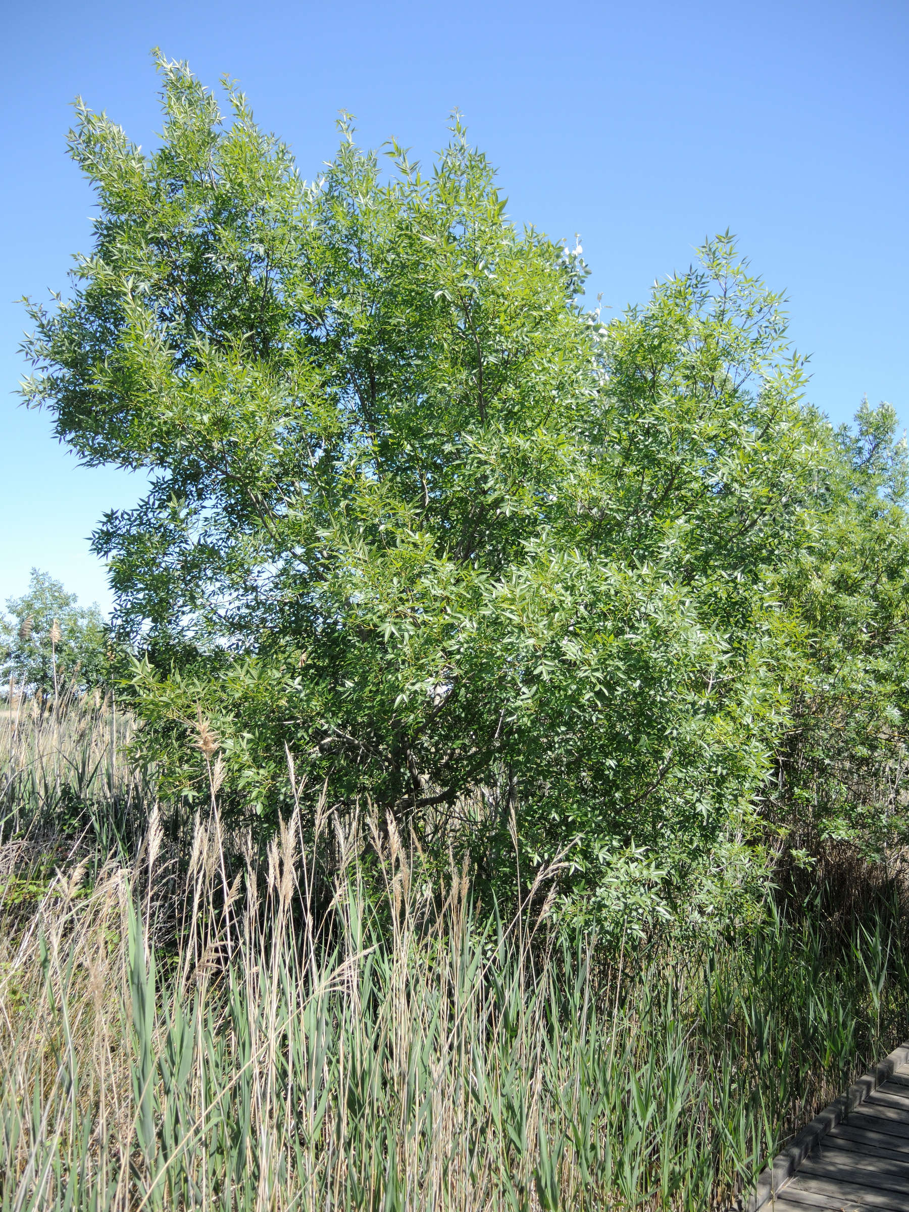 fraxinus_angustifolia1md