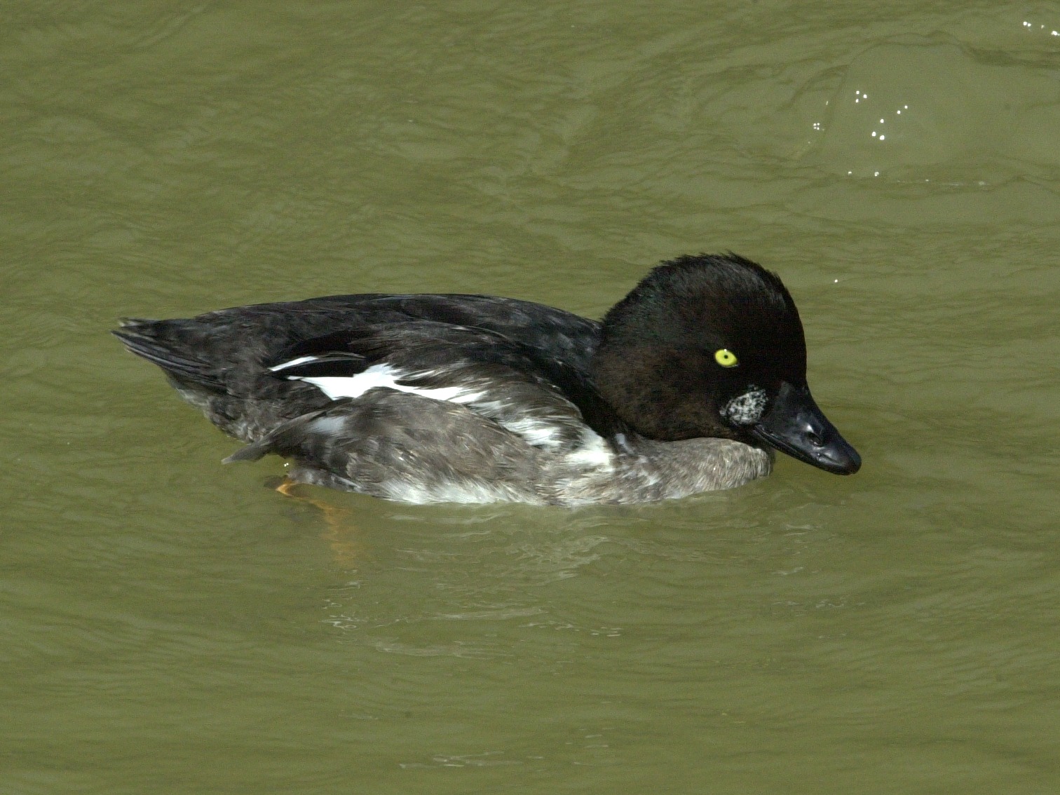 garrot_a_oeil_d-or_-_bucephala_clangula1md