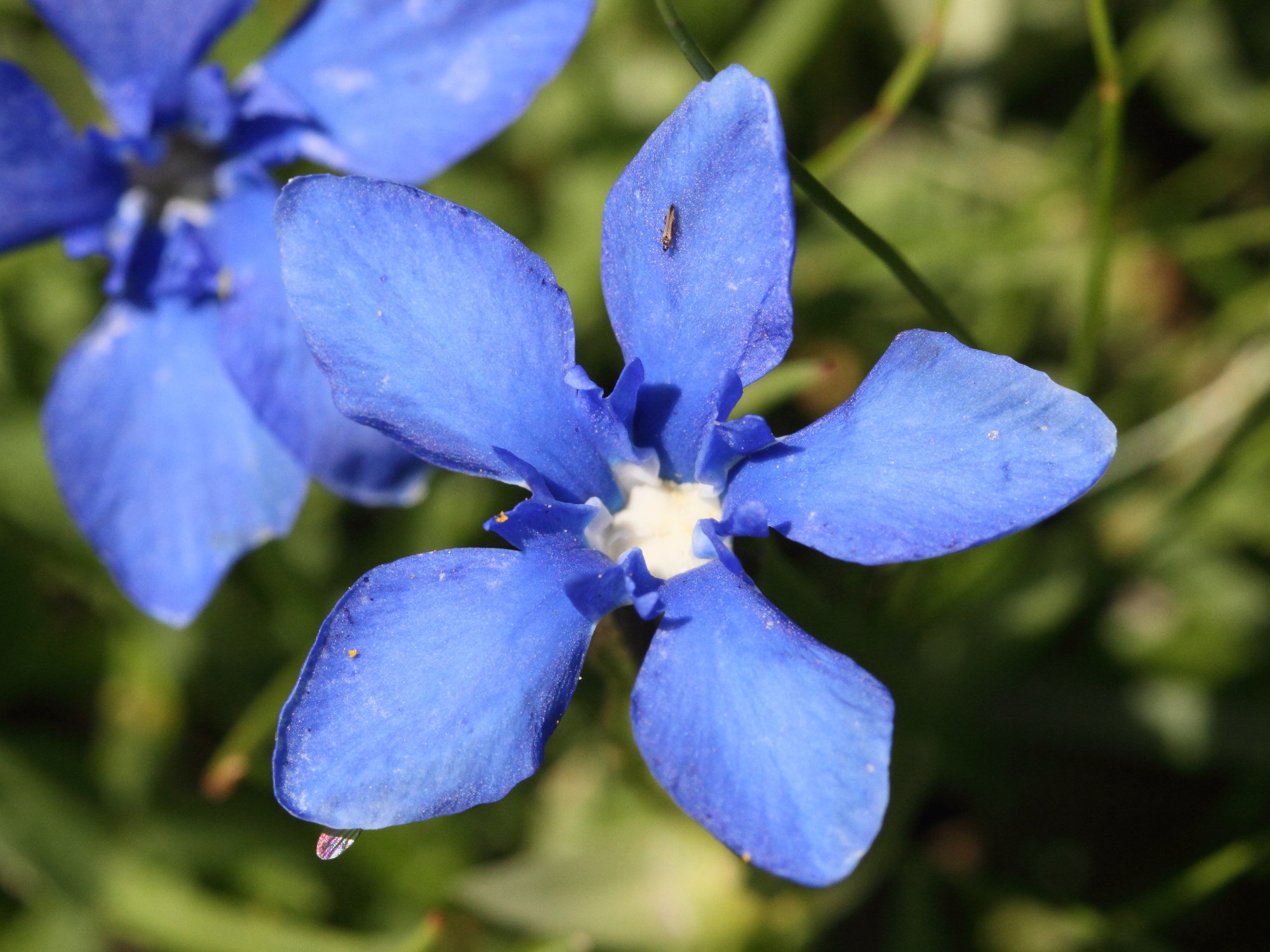 gentiana_brachyphylla2md
