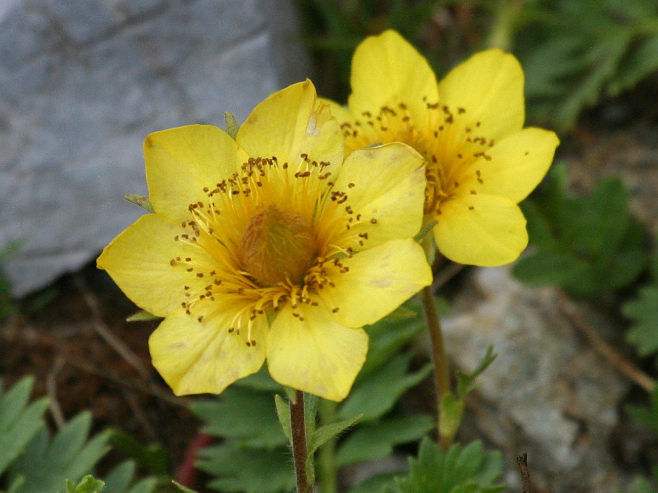 geum_reptans4bd