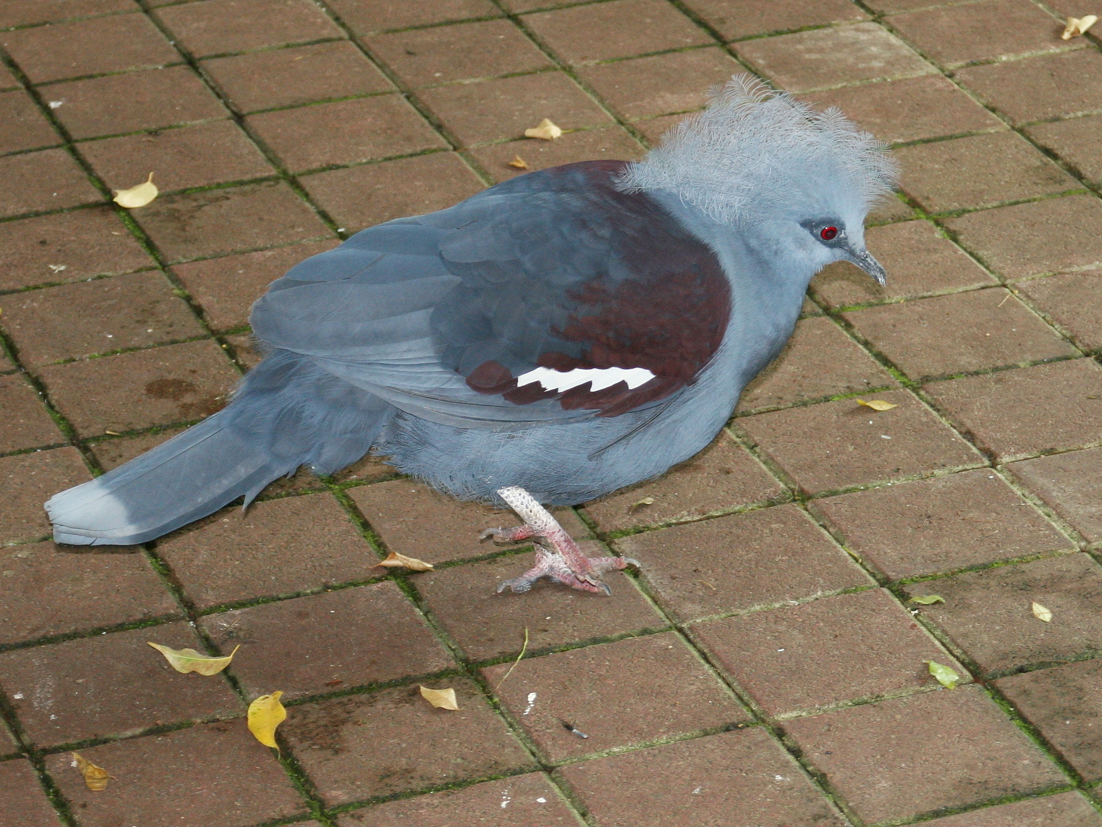 goura_couronne_-_goura_cristata2md