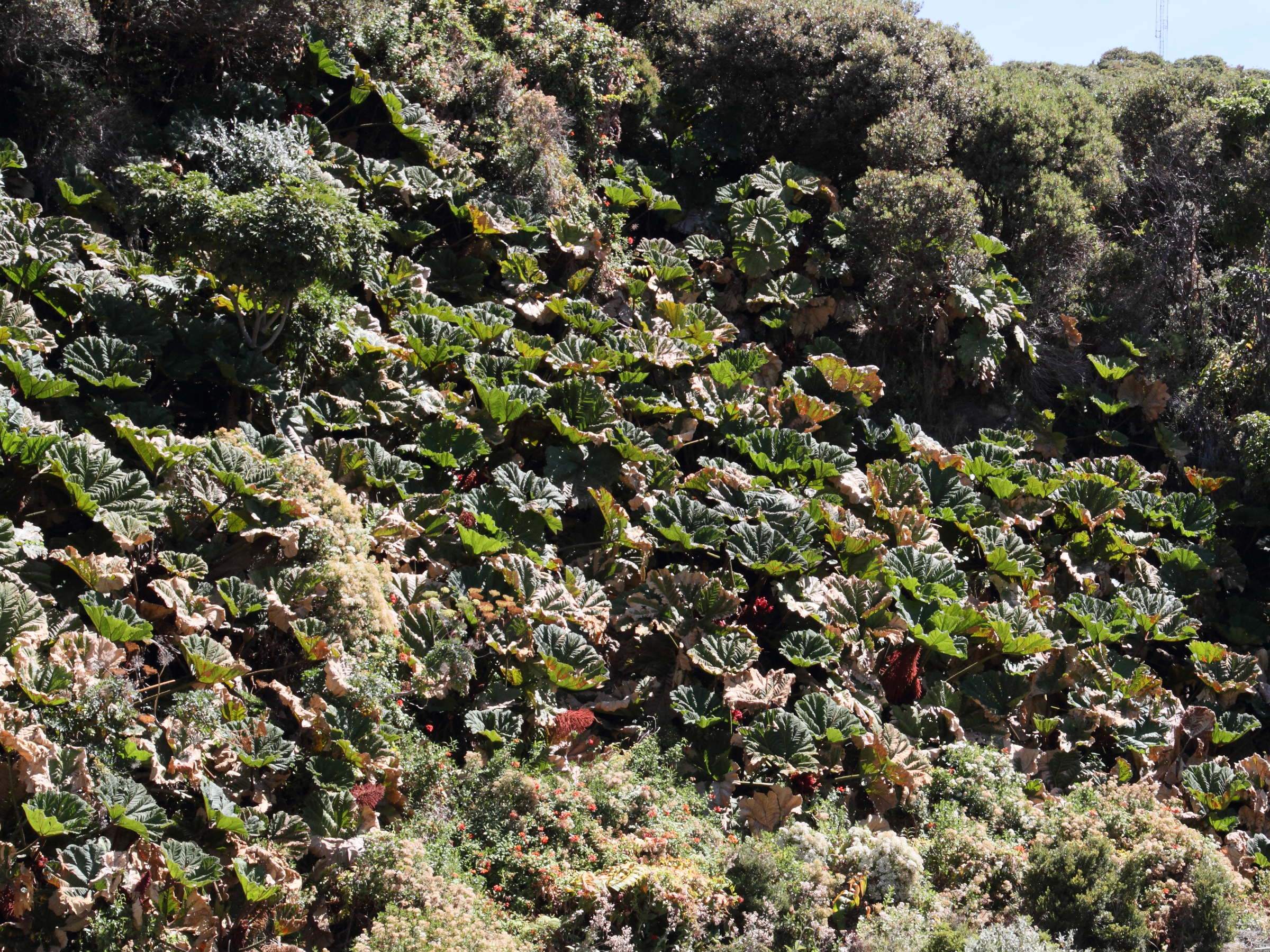 Afficher le média gunnera_insignis4md gunnera_insignis4md