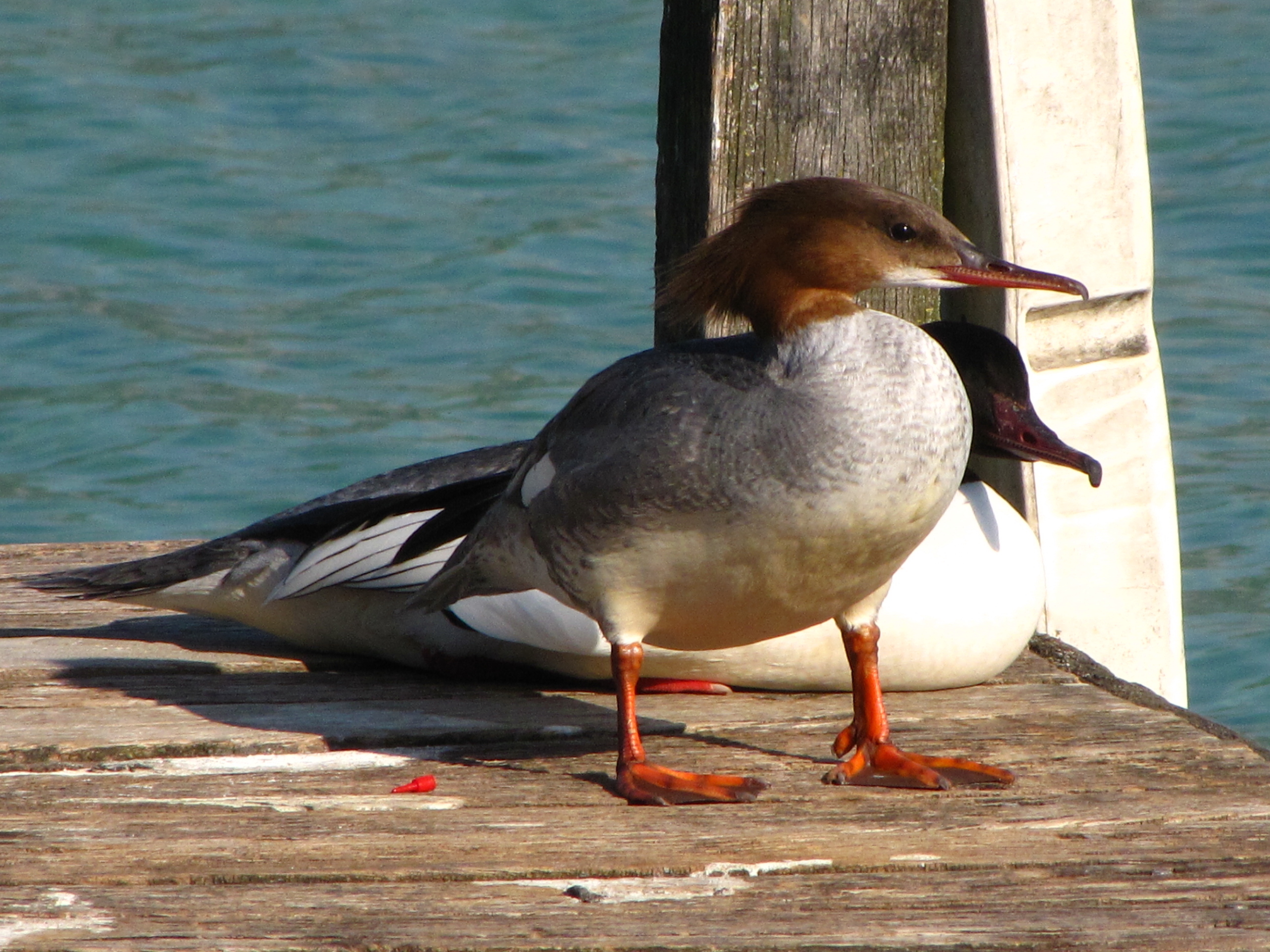 harle_huppe_-_mergus_serrator3fc