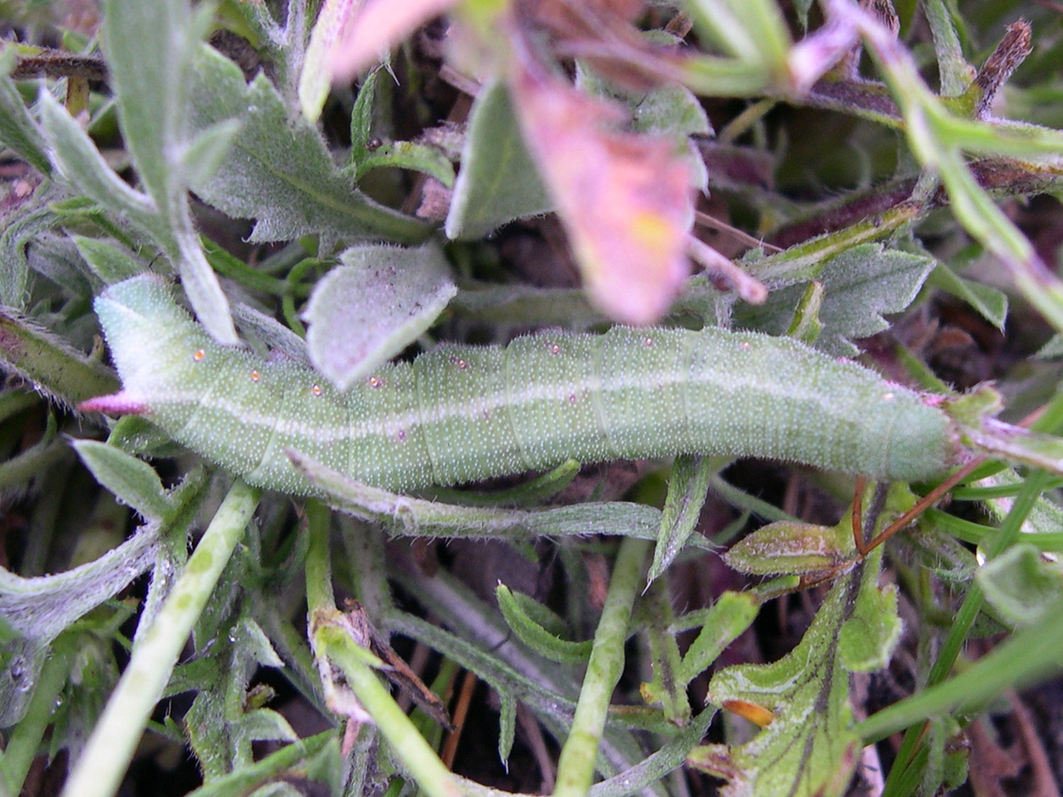 hemaris_tityus_ch1md