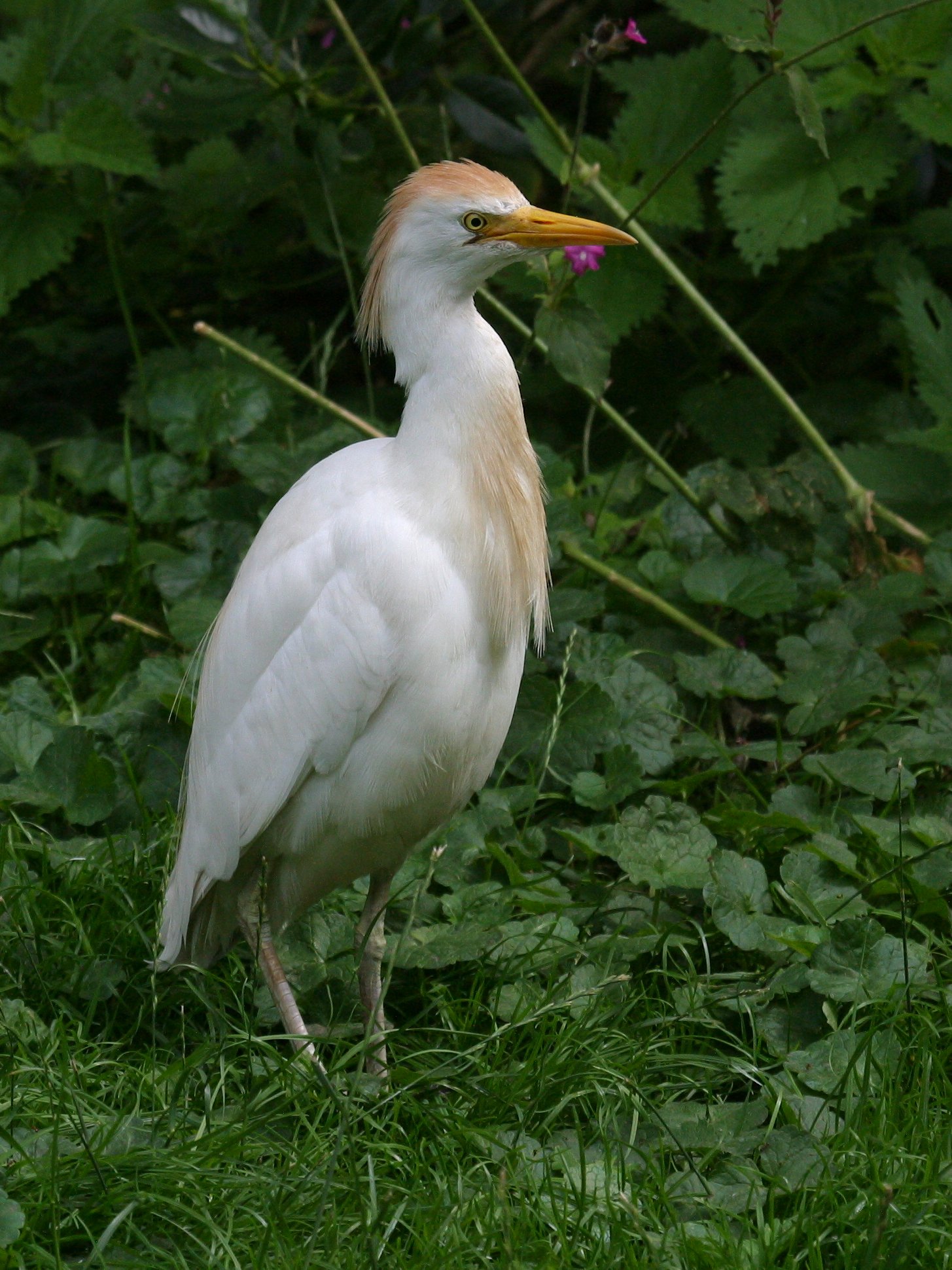 heron_gardeboeufs_-_bubulcus_ibis3bd