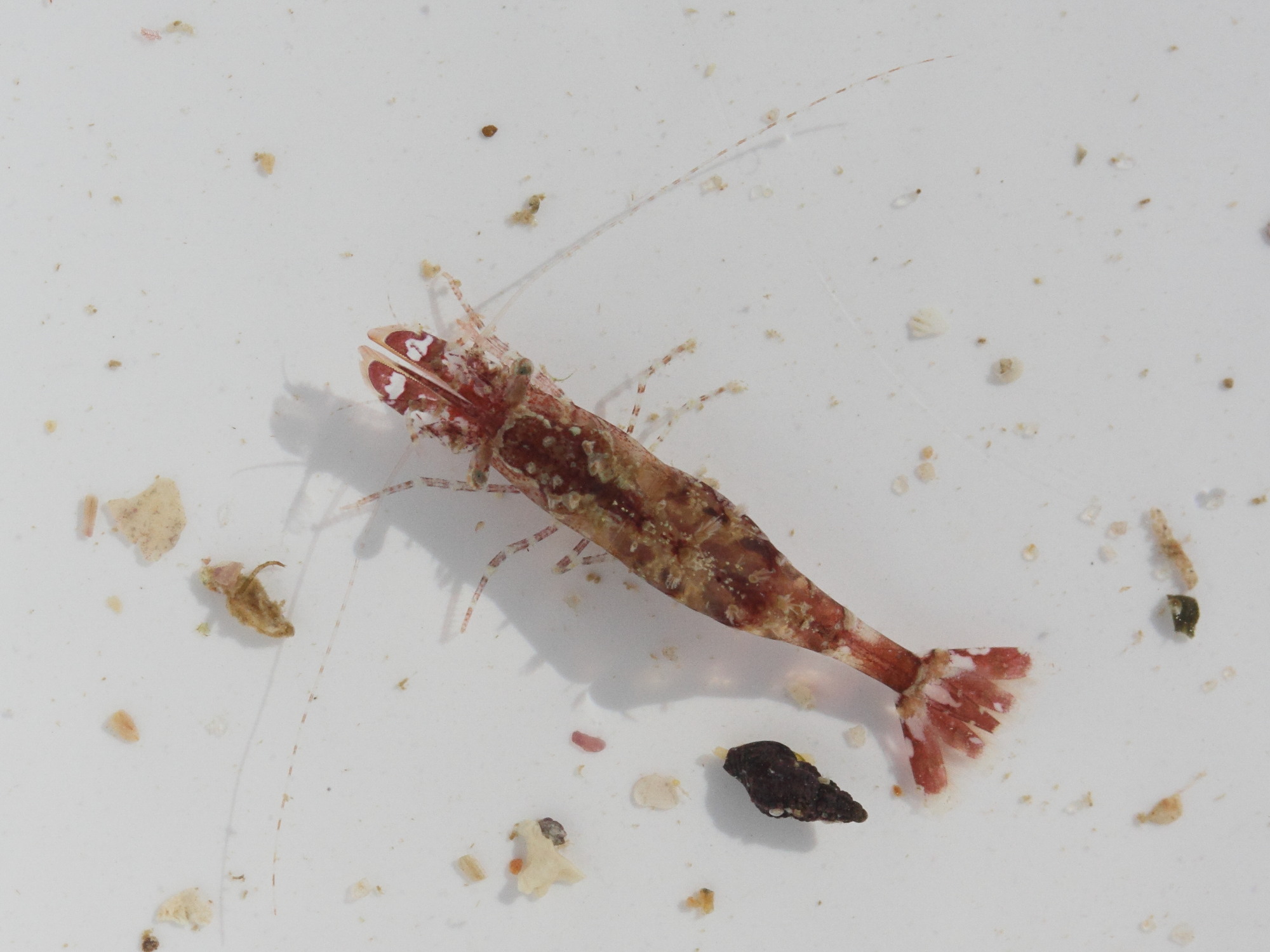 hippolyte_varians3md