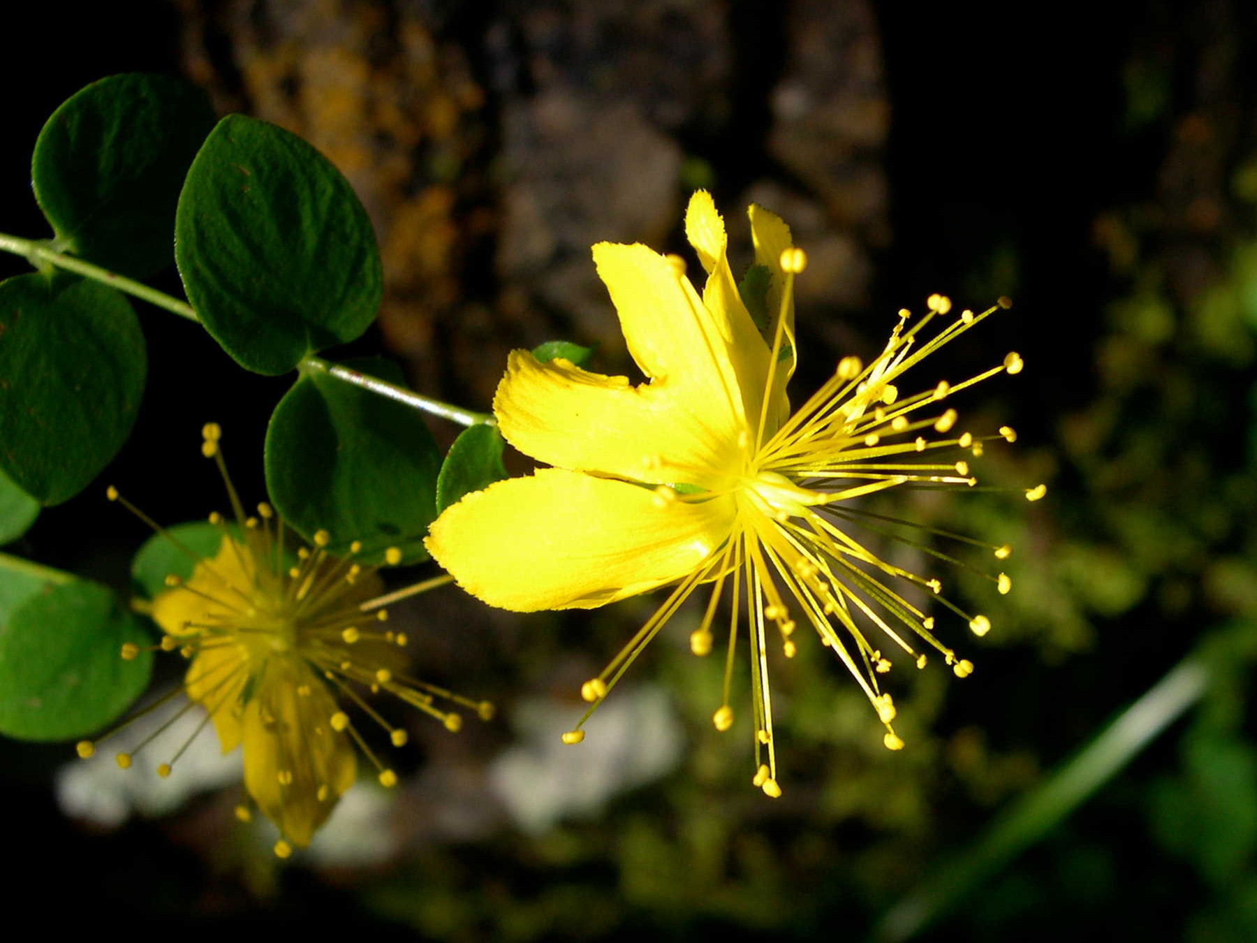 hypericum_nummularium1md