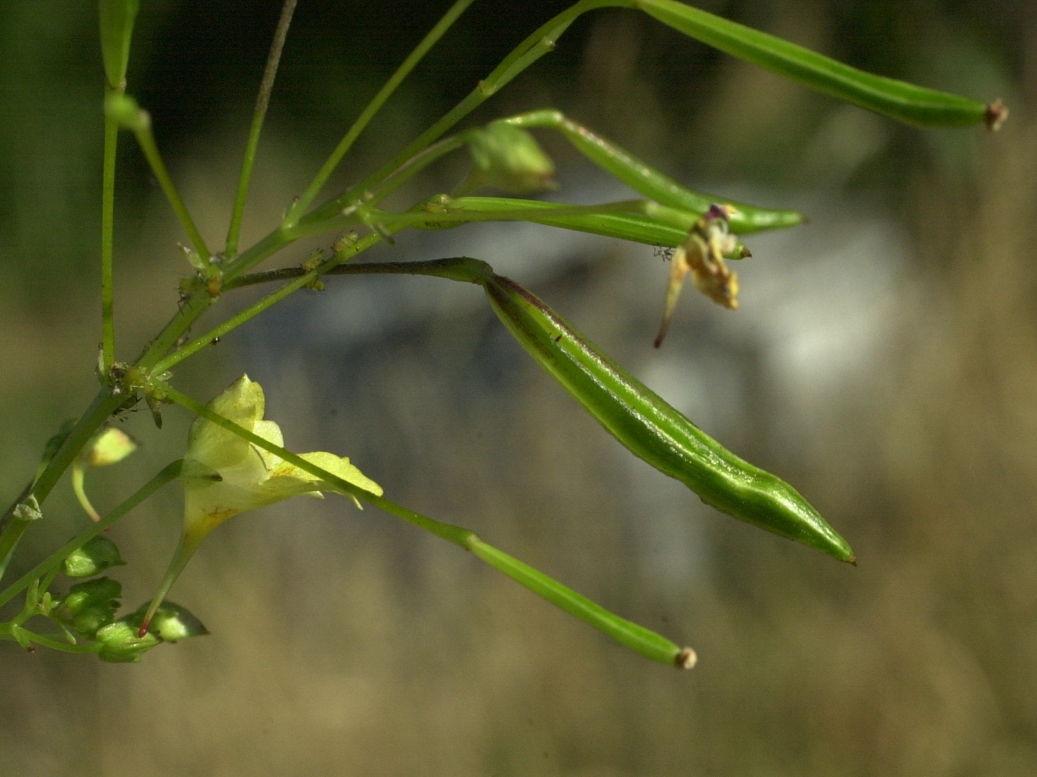 impatiens_parviflora4md