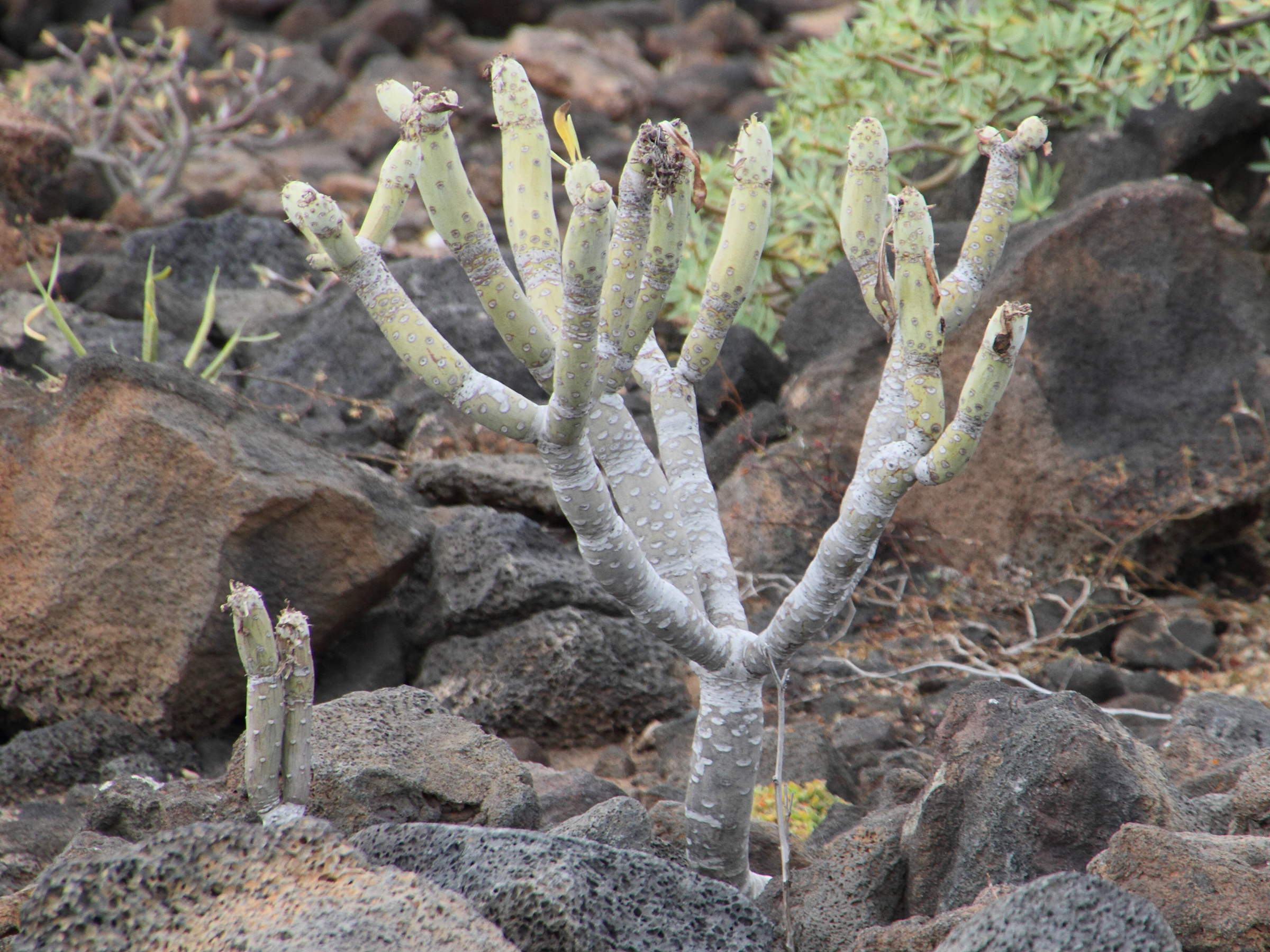 kleinia_neriifolia5md