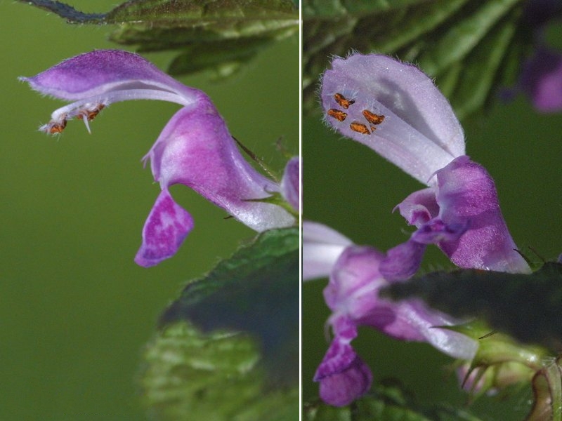 Afficher le média lamium_purpureum4md lamium_purpureum4md