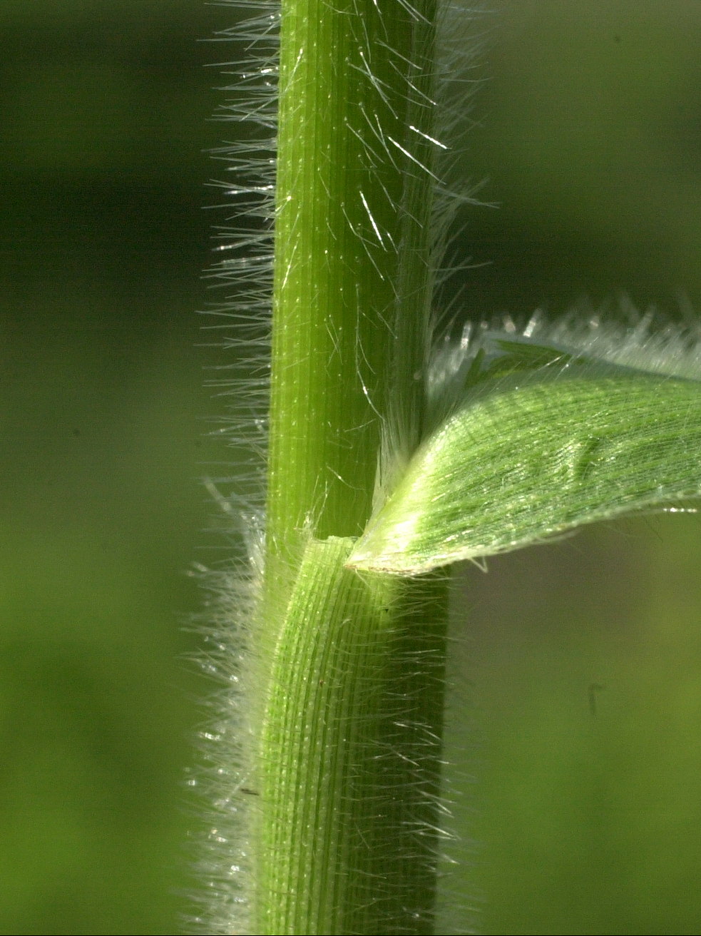 leersia_oryzoides5md