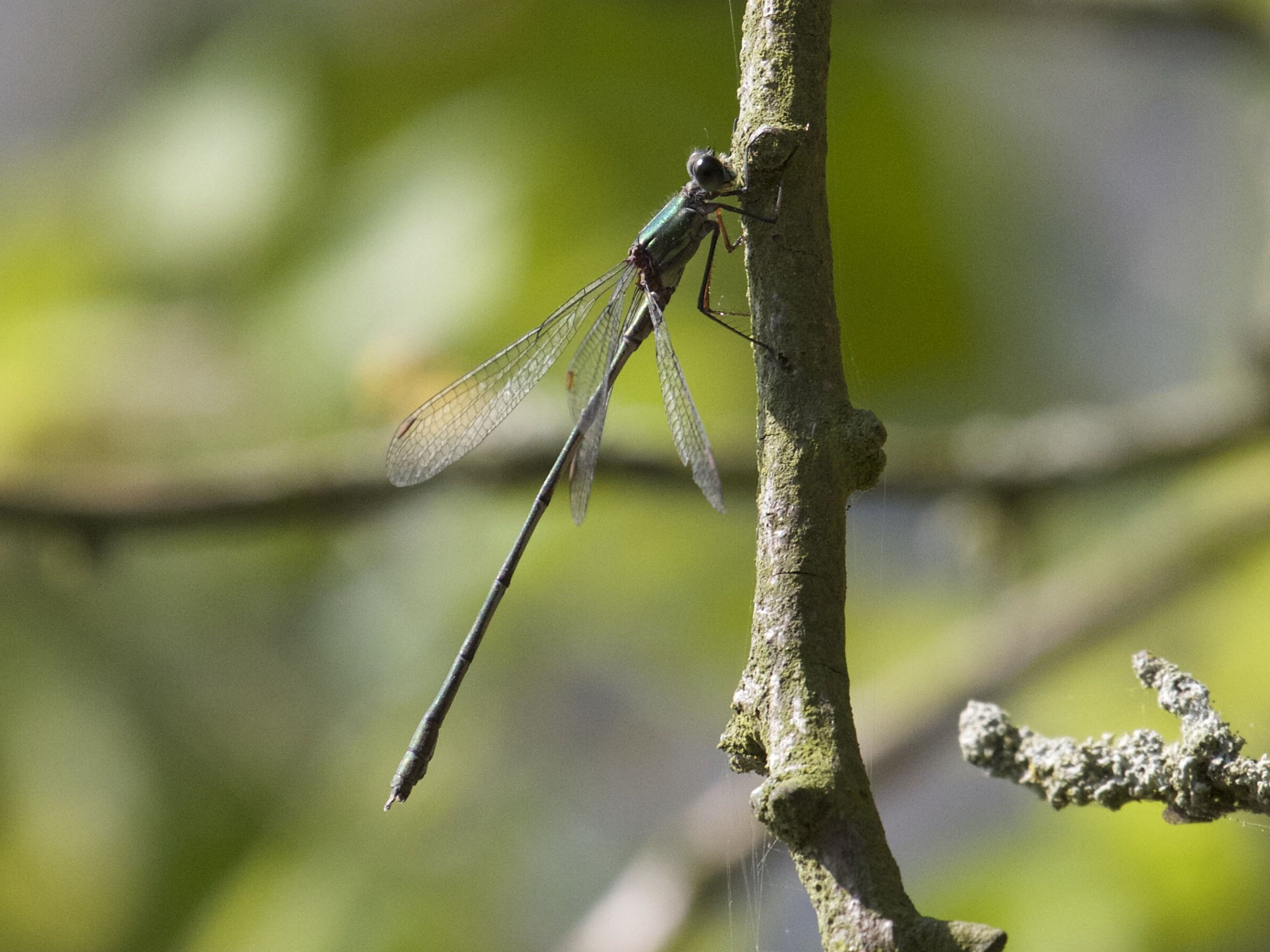 Lestes_viridis