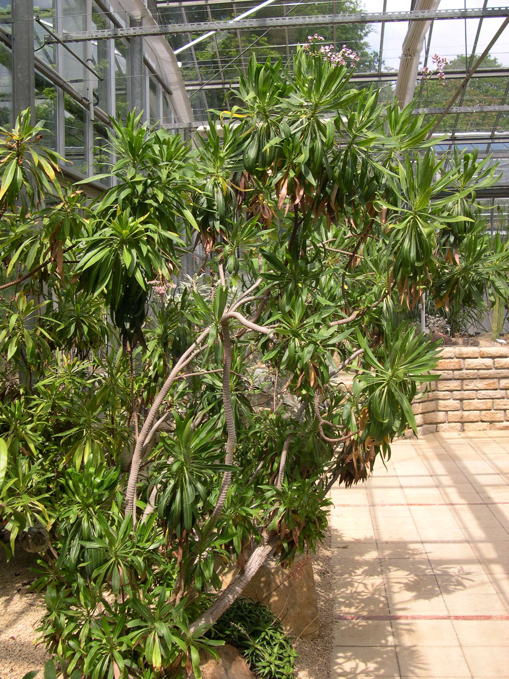 limonium_dendroides1md