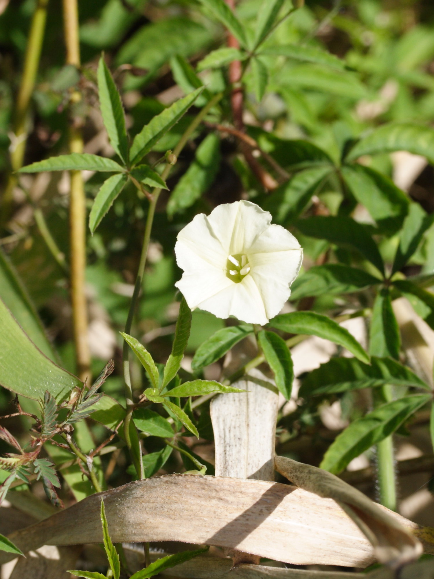merremia_quinquefolia1md