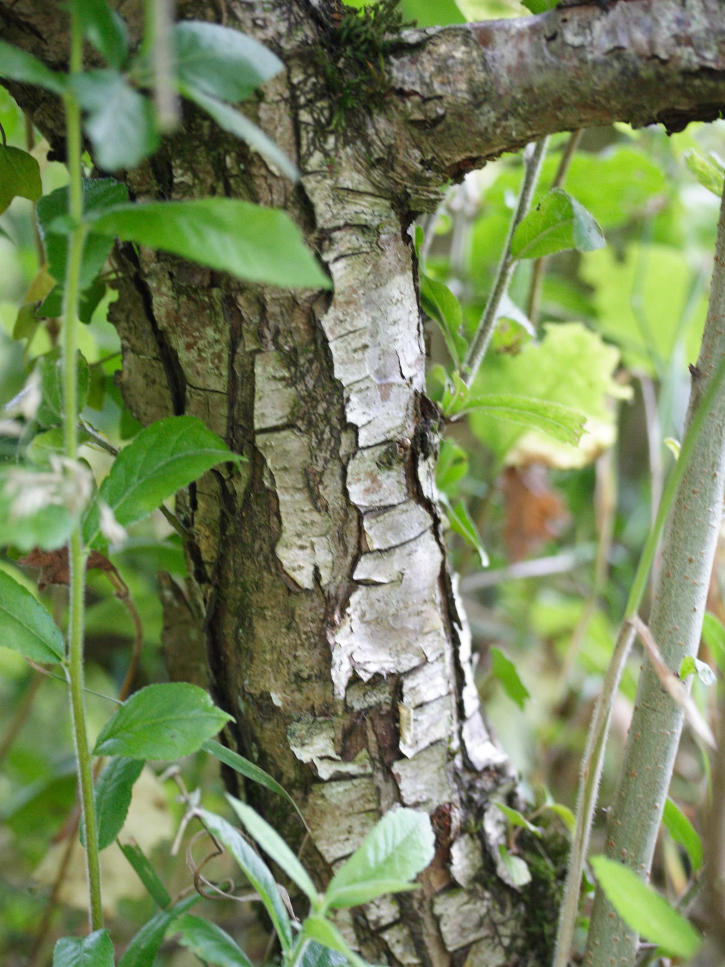 mespilus_germanica5md