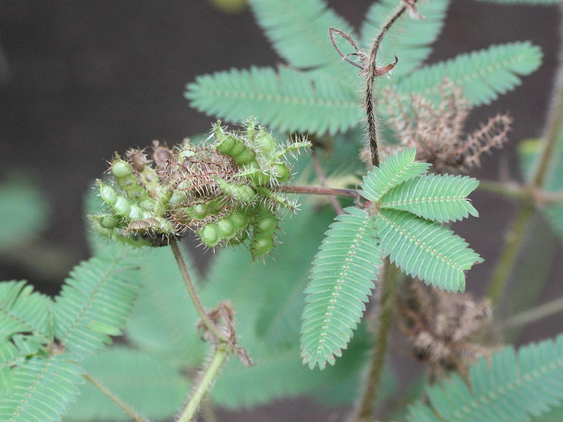 mimosa_pudica5md