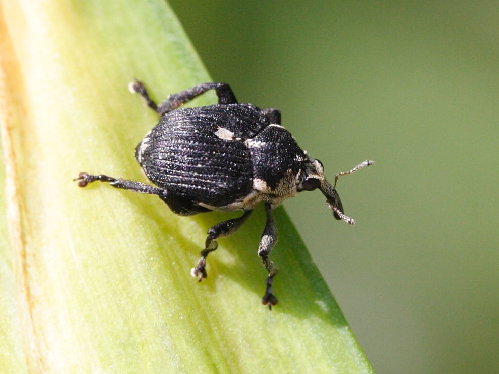 Afficher le média mononychus_punctumalbum2md mononychus_punctumalbum2md