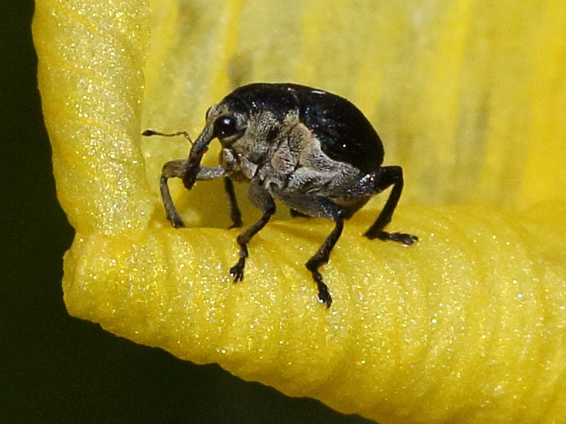 Afficher le média mononychus_punctumalbum5md mononychus_punctumalbum5md