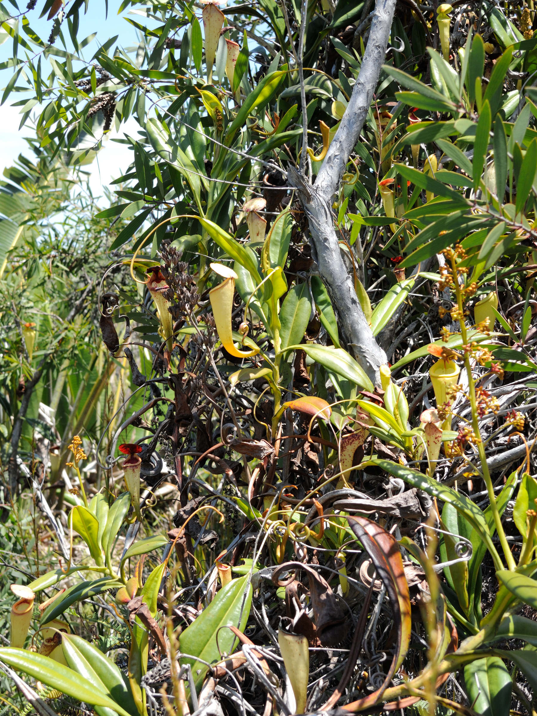 nepenthes_madagascariensis2md