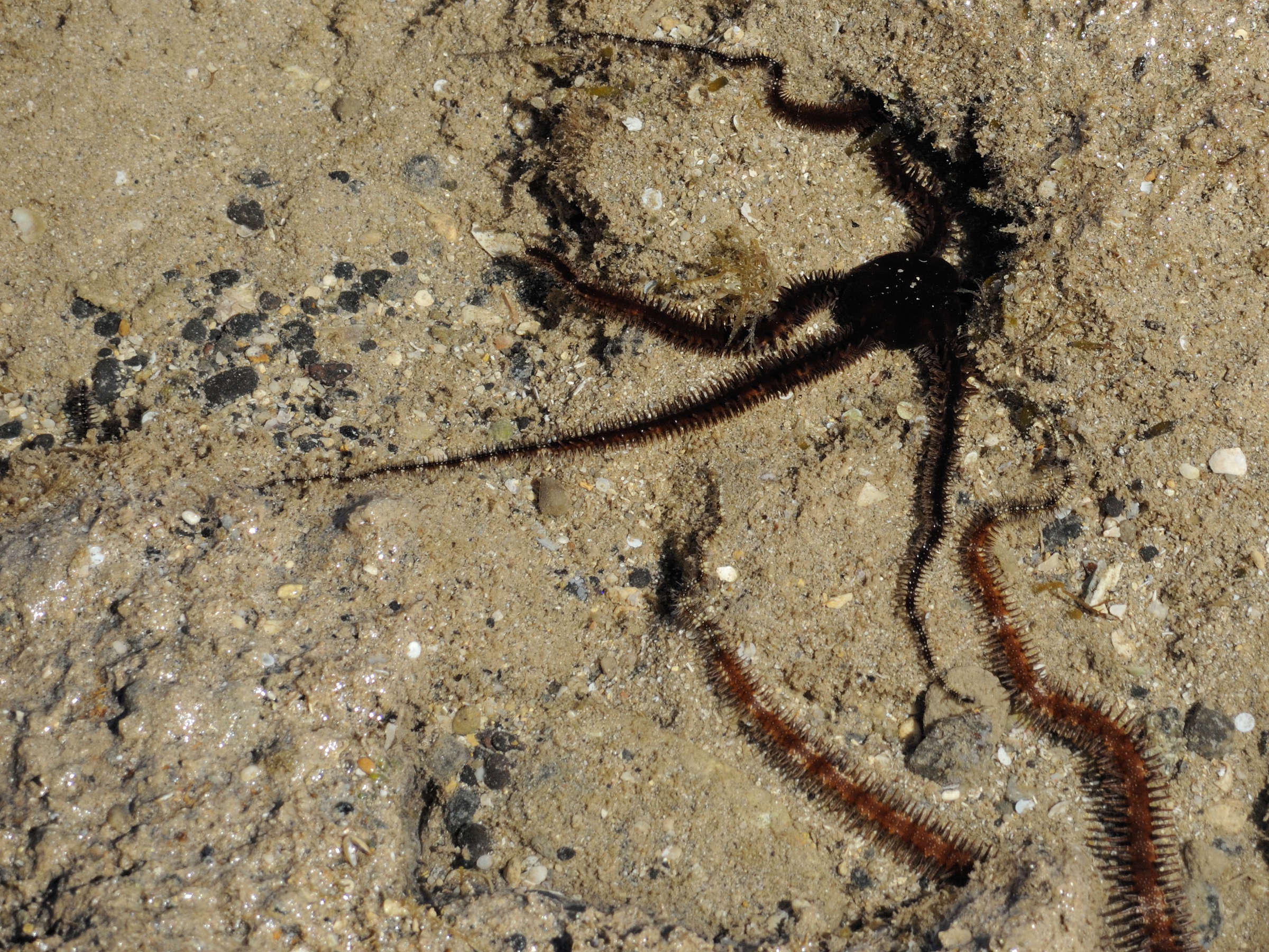 ophiocoma_scolopendrina1md