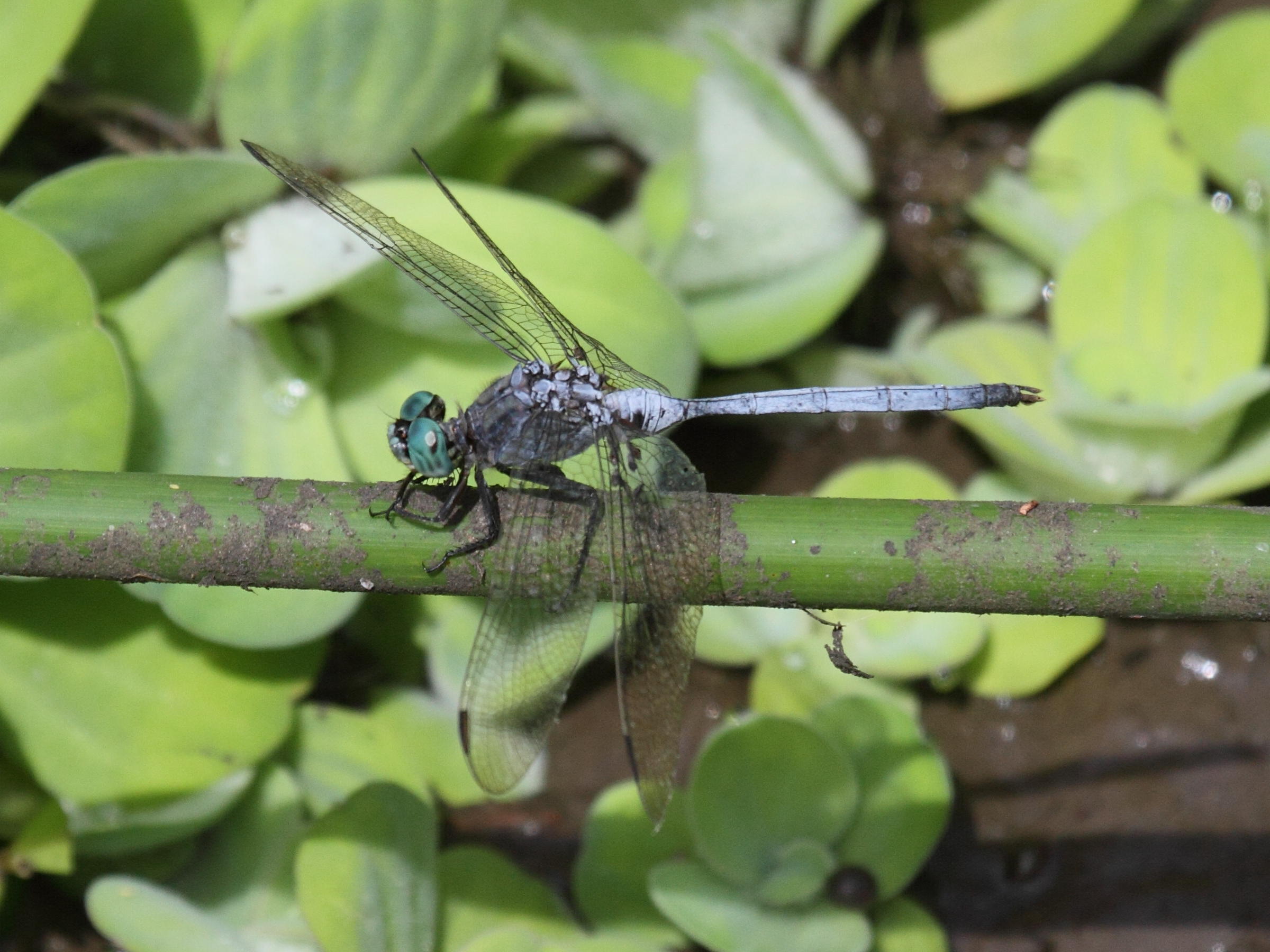 orthetrum_stemmale2bd