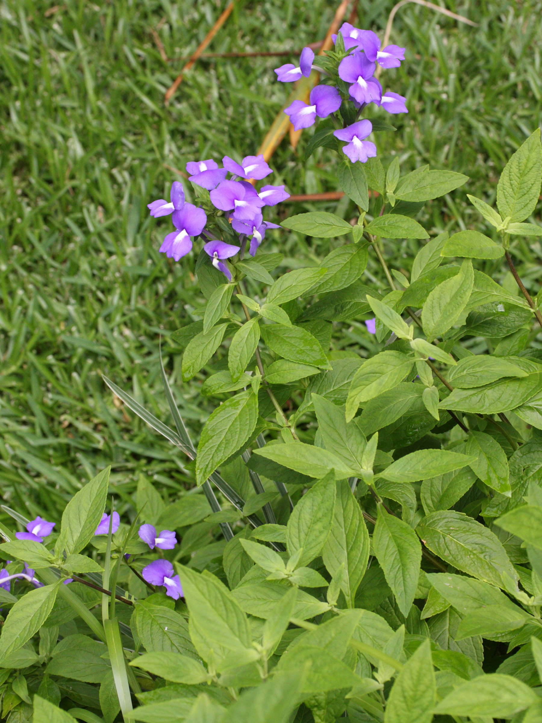 otacanthus_caeruleus1md