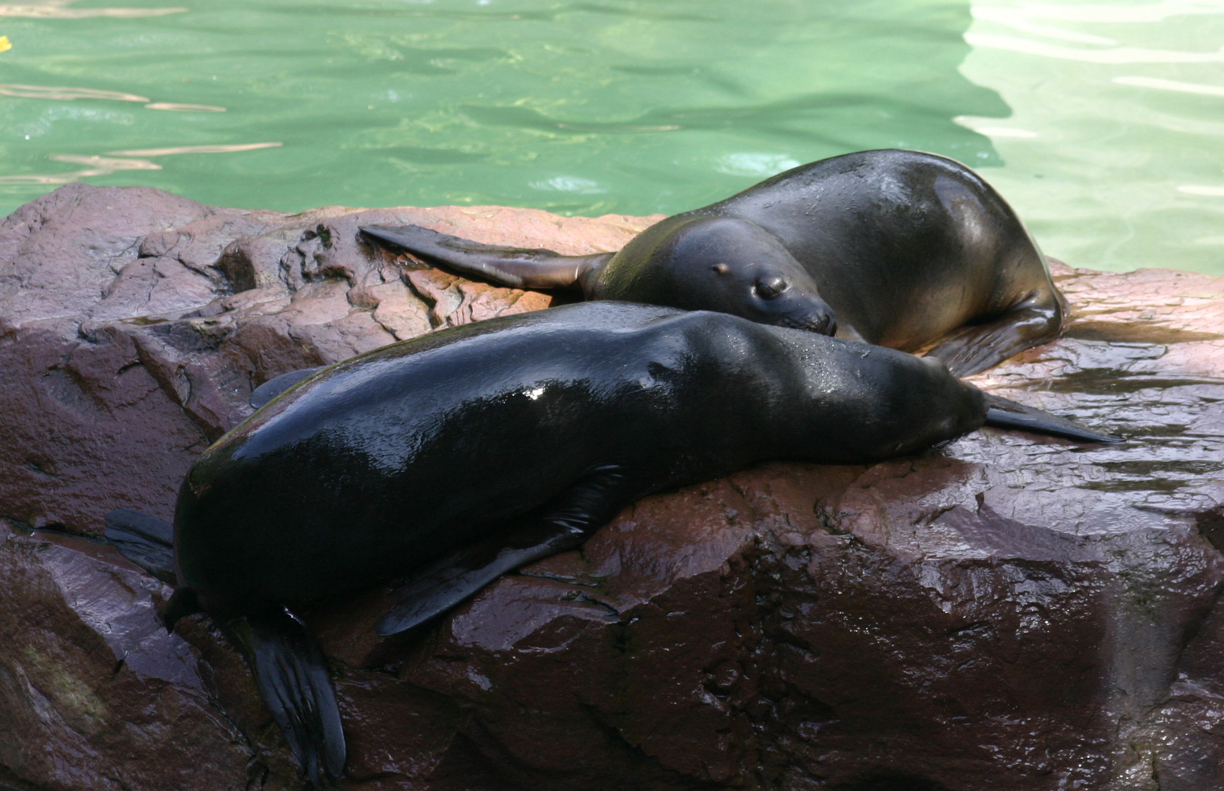 otaria_flavescens4sd