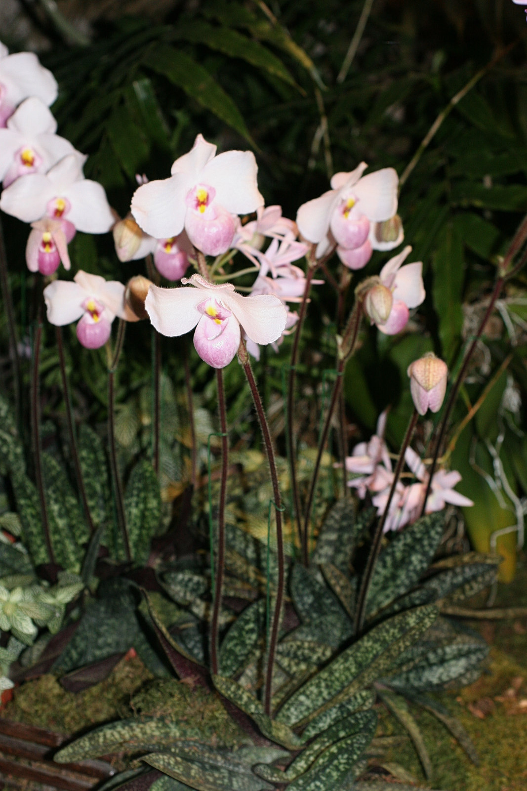 Afficher le média Paphiopedilum_delanatii Paphiopedilum_delanatii